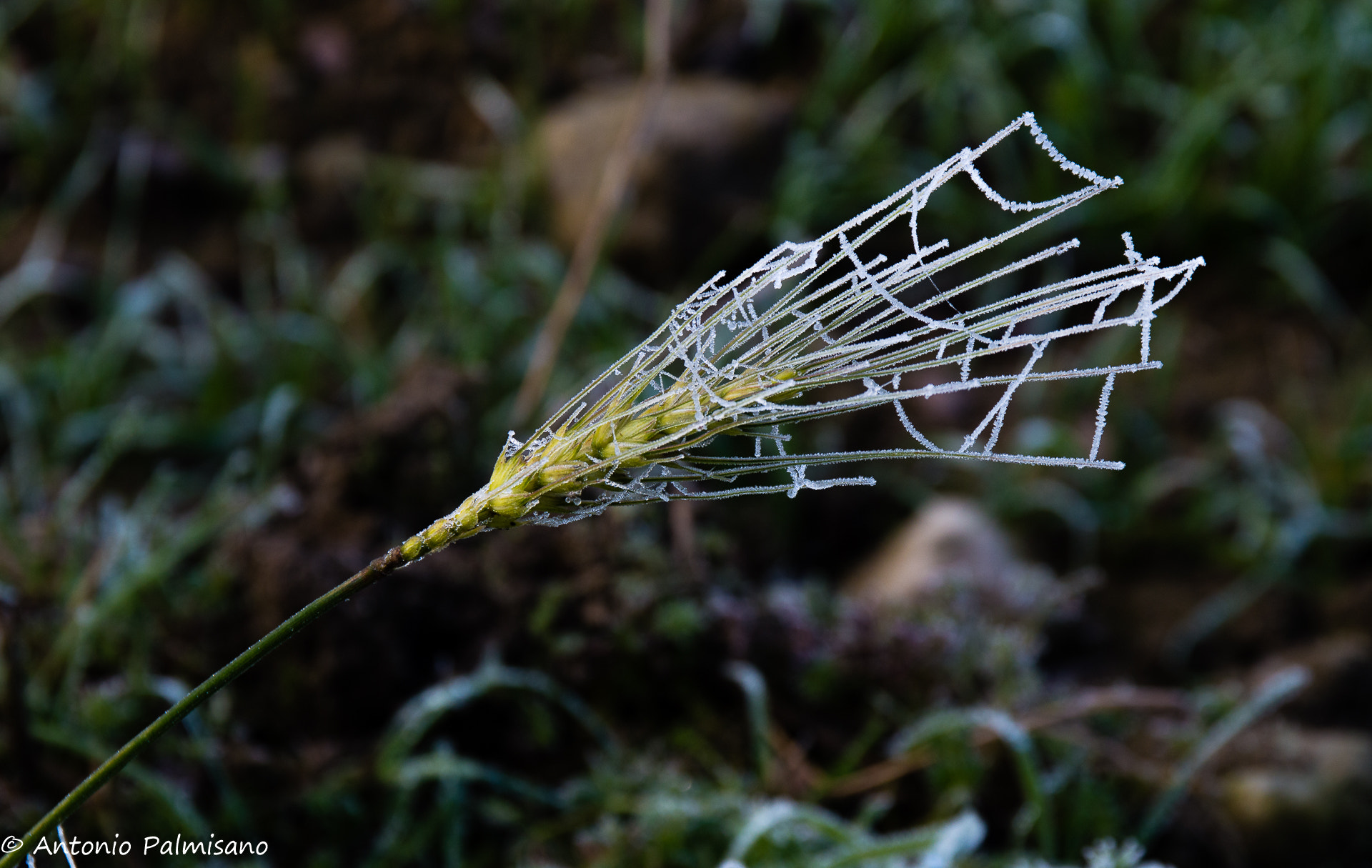 Sigma 17-70mm F2.8-4 DC Macro OS HSM | C sample photo. Frozen photography