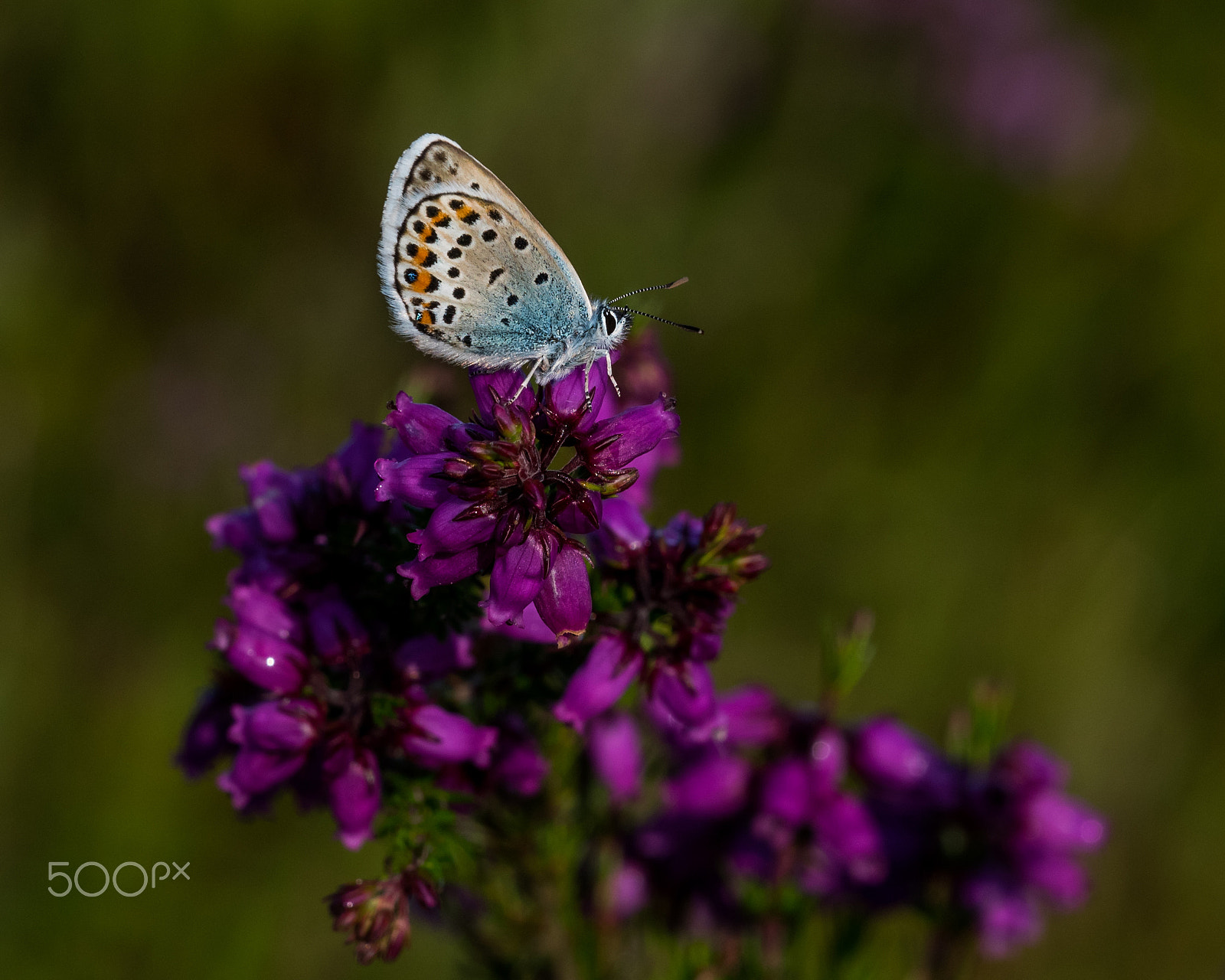 Sigma 150mm F2.8 EX DG Macro HSM sample photo. Silver studs photography