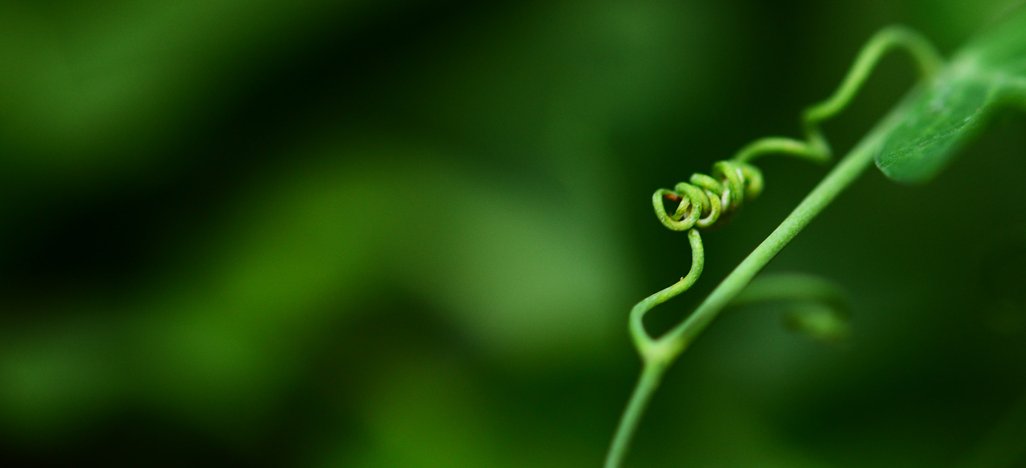 Nikon AF-S Micro-Nikkor 60mm F2.8G ED sample photo. Entwined photography