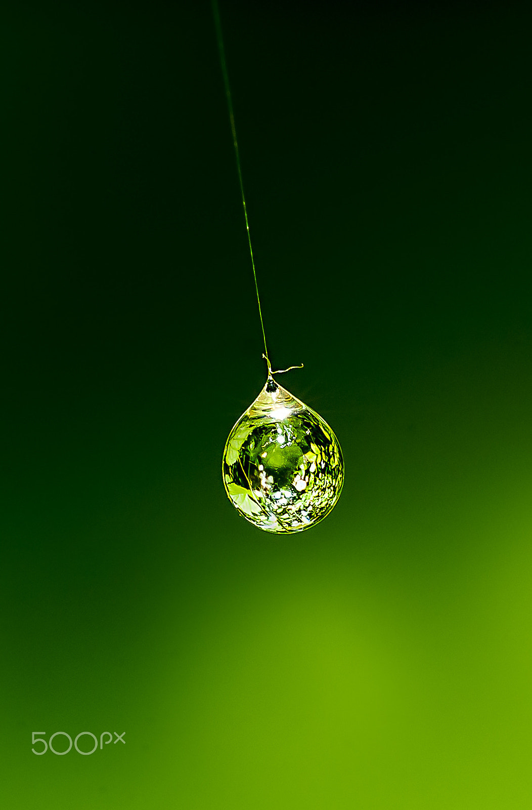 Nikon D300S + Nikon AF Micro-Nikkor 200mm F4D ED-IF sample photo. Spider web droplet photography