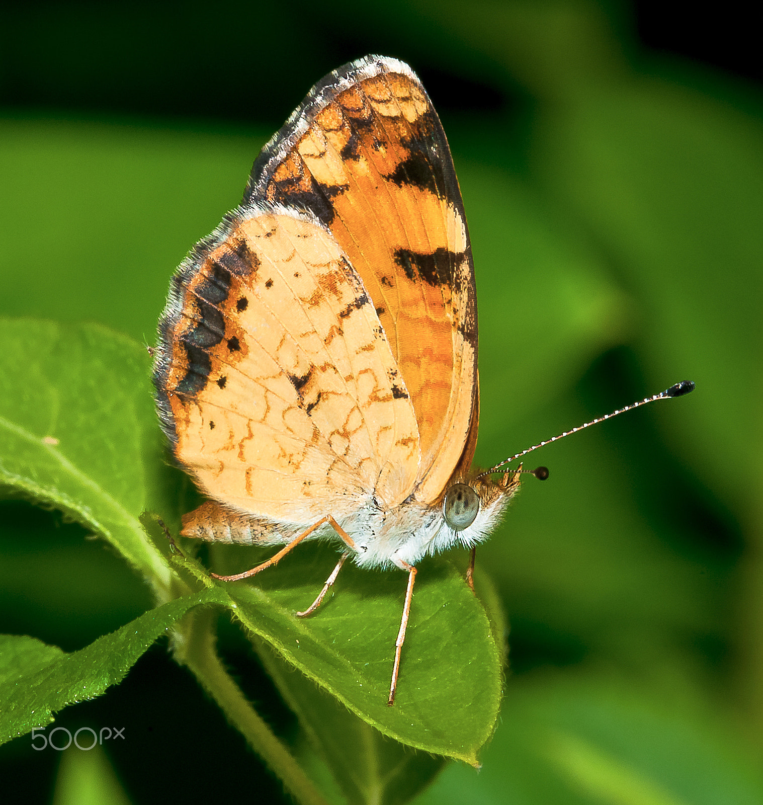 Nikon D300S + Nikon AF Micro-Nikkor 200mm F4D ED-IF sample photo. Butterfly photography