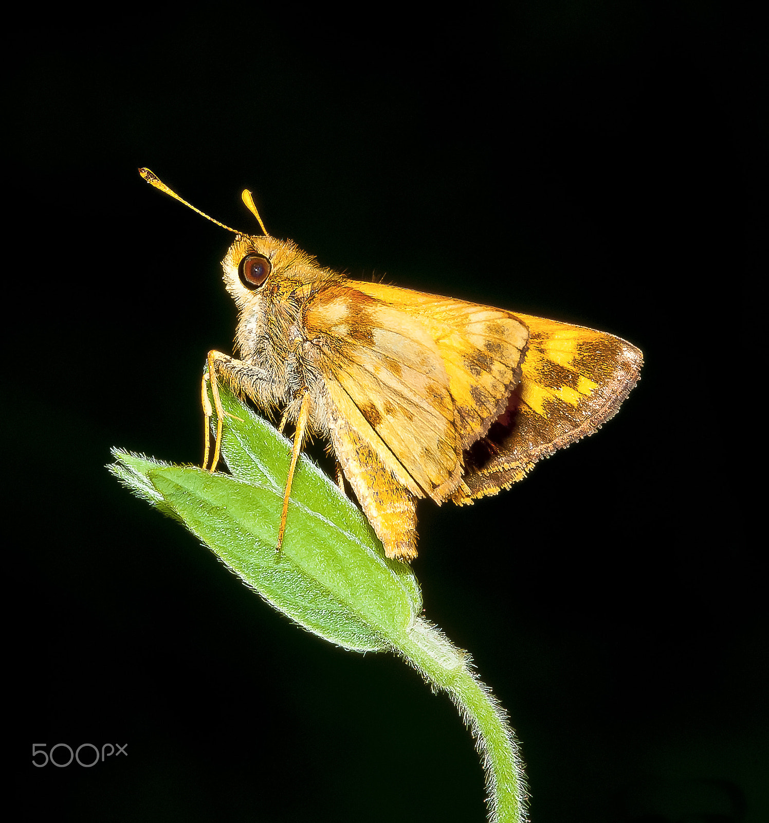 Nikon D300S + Nikon AF Micro-Nikkor 200mm F4D ED-IF sample photo. Skipper photography