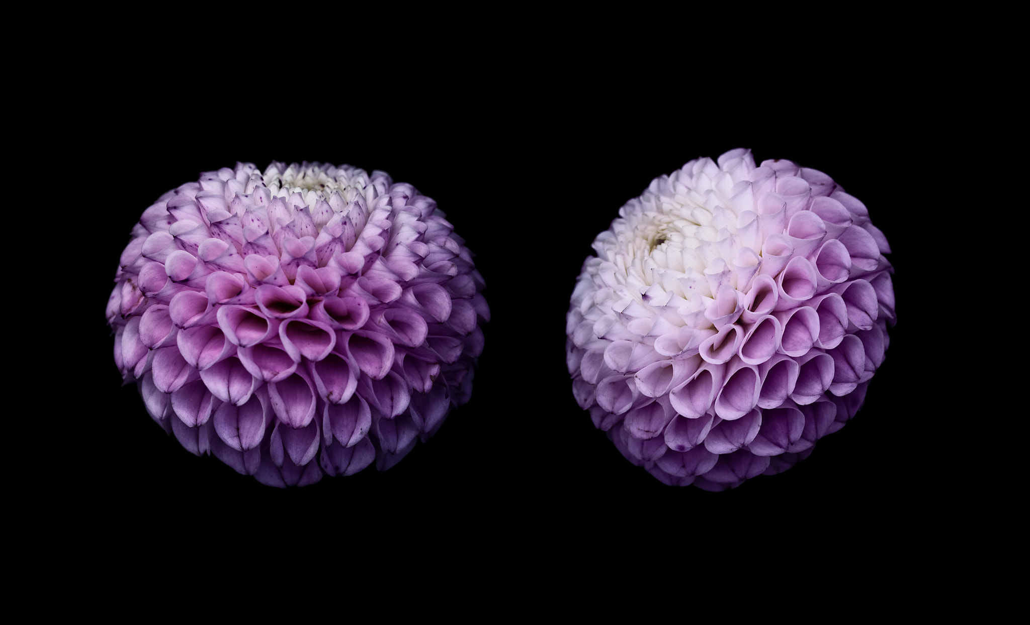 Nikon D7100 + AF Micro-Nikkor 105mm f/2.8 sample photo. Dahlia photography