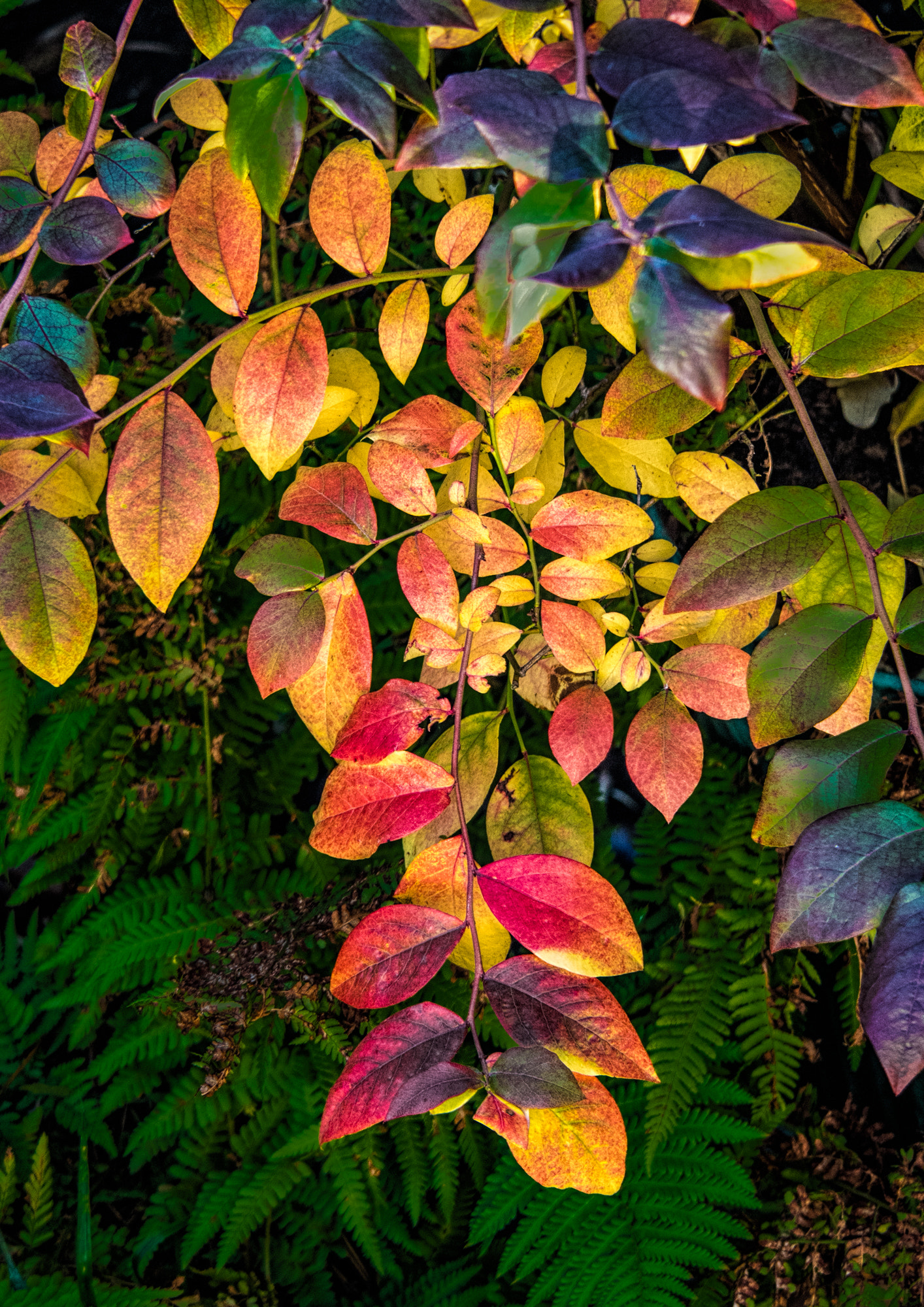 Panasonic Lumix G Vario 45-200mm F4-5.6 OIS sample photo. Bluberry autumn leaves photography