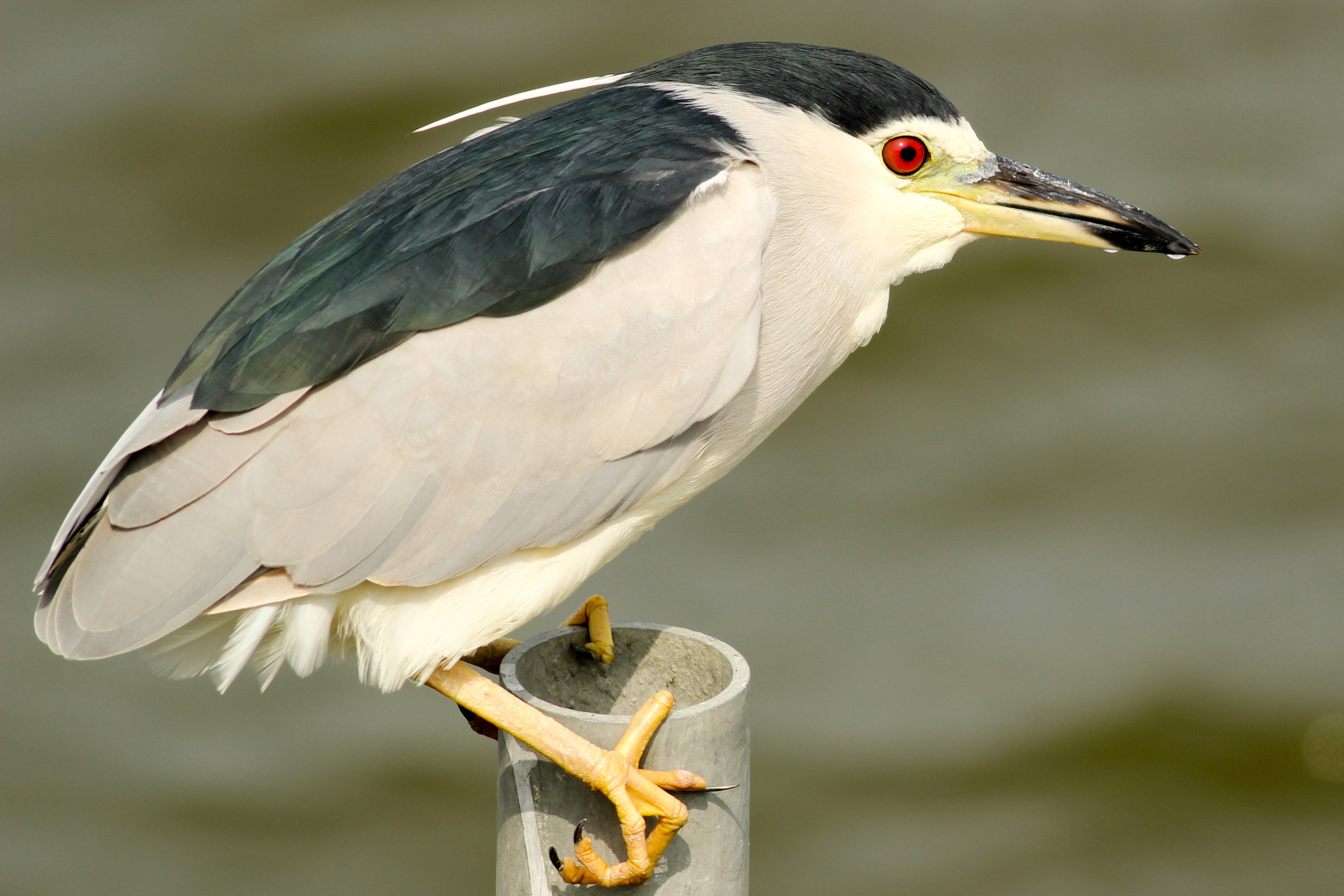 Canon EOS 600D (Rebel EOS T3i / EOS Kiss X5) + Canon EF 400mm F5.6L USM sample photo. Black-crowned night heron photography