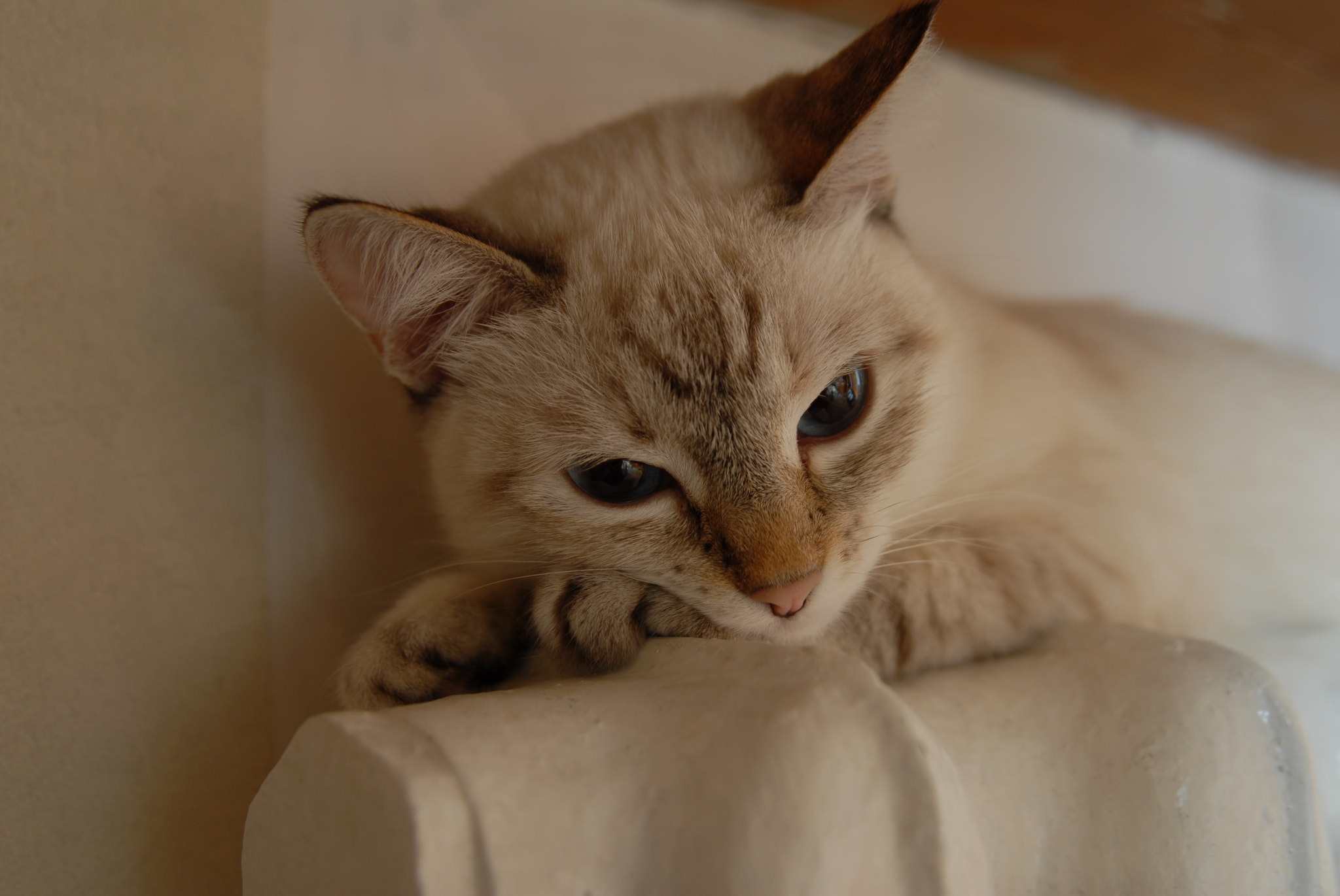 Nikon AF Nikkor 24-85mm F2.8-4D IF sample photo. Pinkie photography