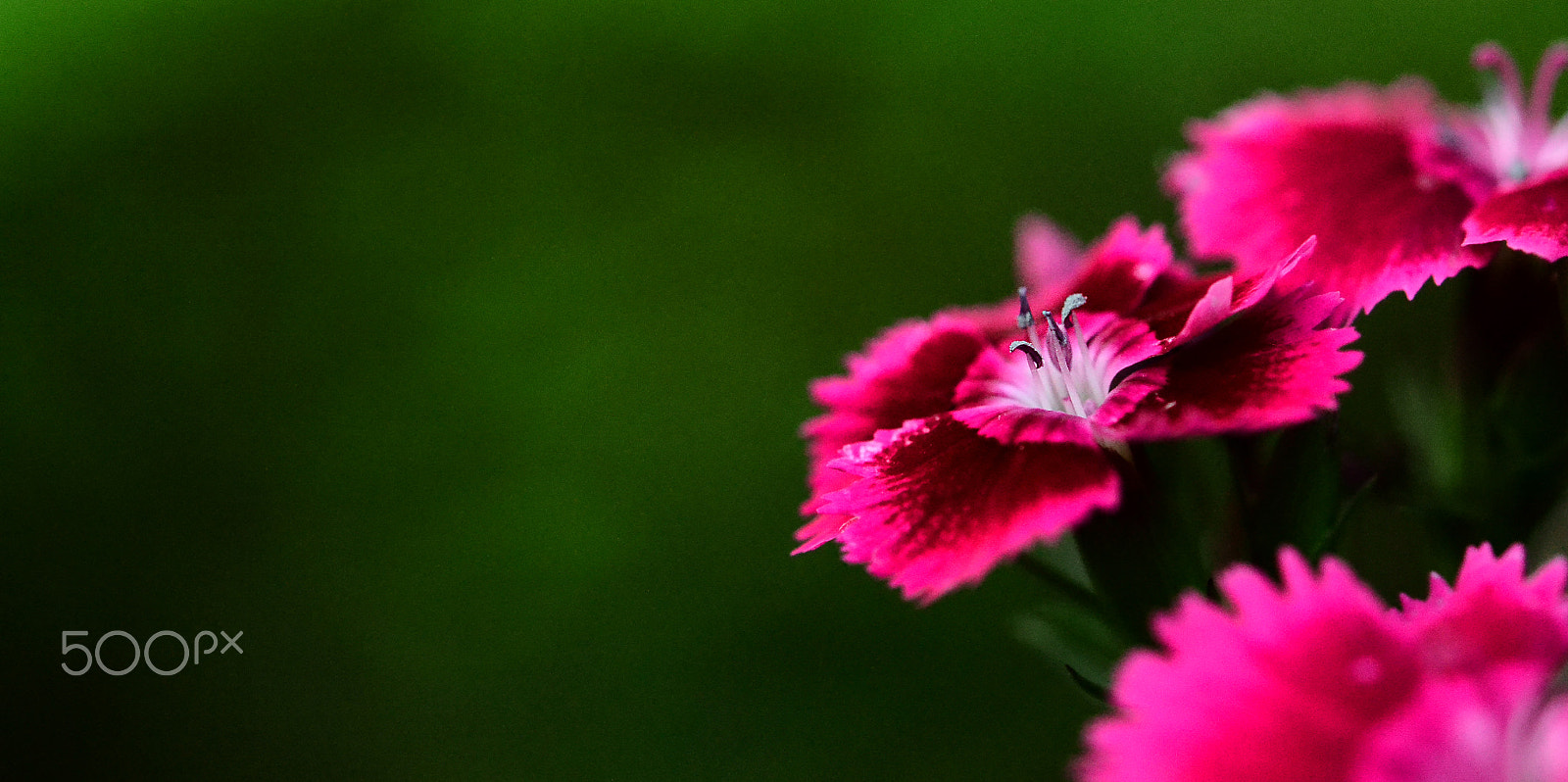 Nikon AF-S Micro-Nikkor 60mm F2.8G ED sample photo. Pretty in pink photography