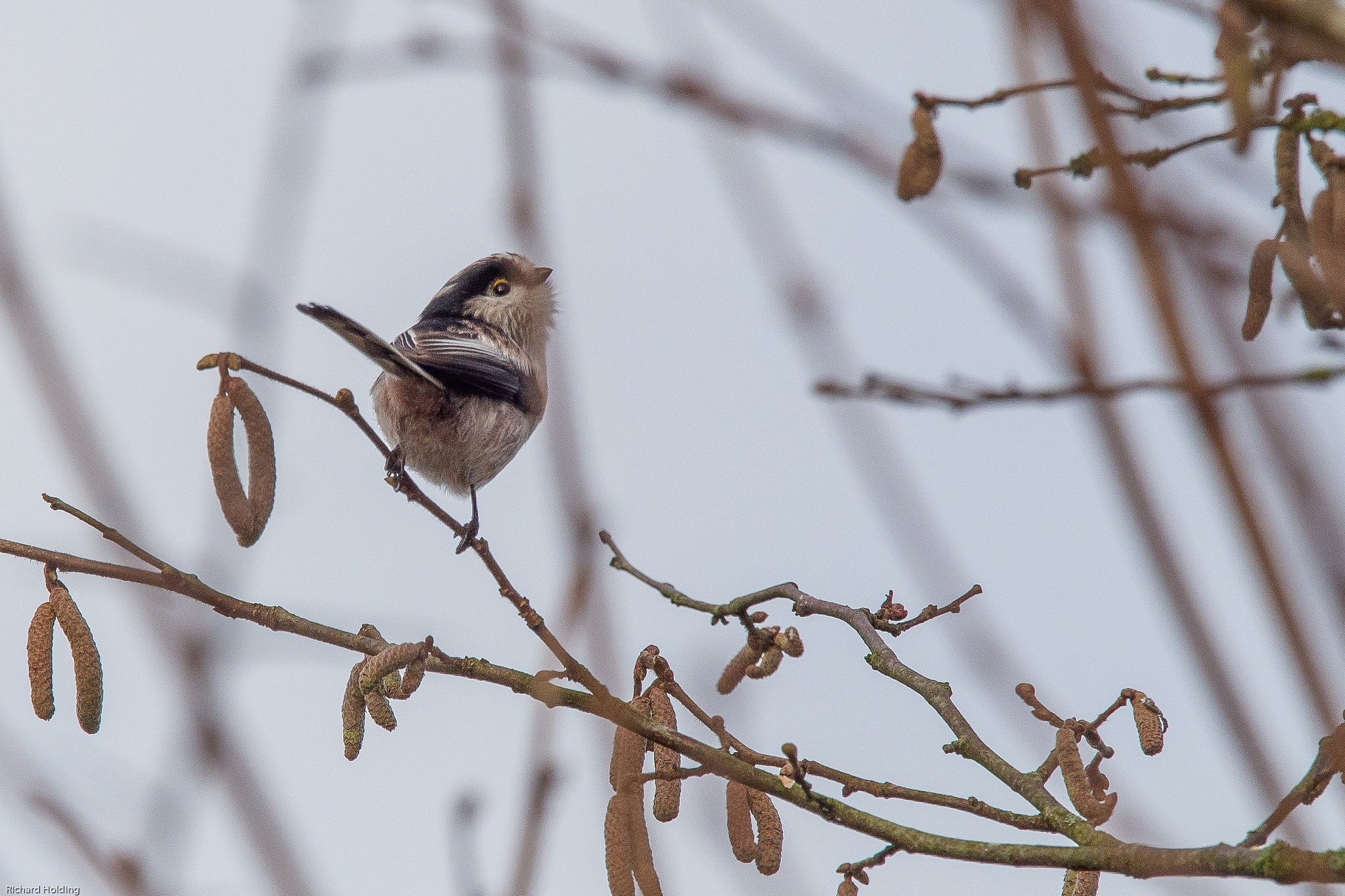 Olympus OM-D E-M10 + Olympus M.Zuiko Digital ED 40-150mm F2.8 Pro sample photo. Long-tailed tit photography