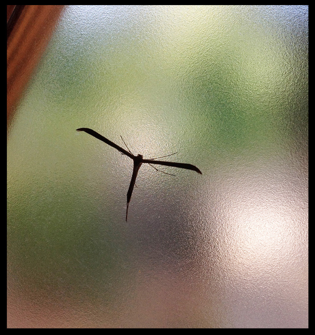 iPad back camera 4.28mm f/2.4 sample photo. Insecto photography