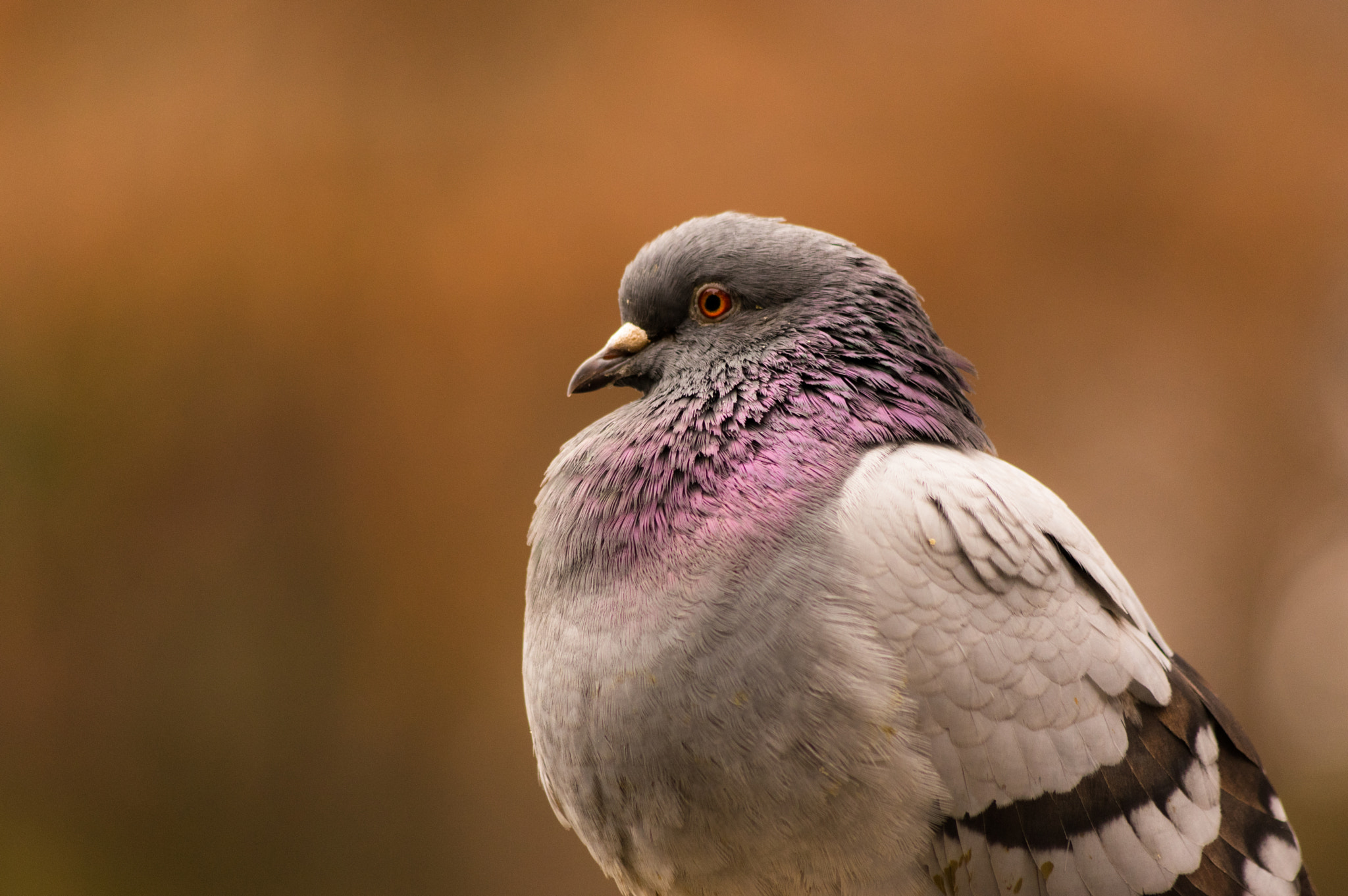 Pentax smc DA 55-300mm F4.0-5.8 ED sample photo. Pigeon photography