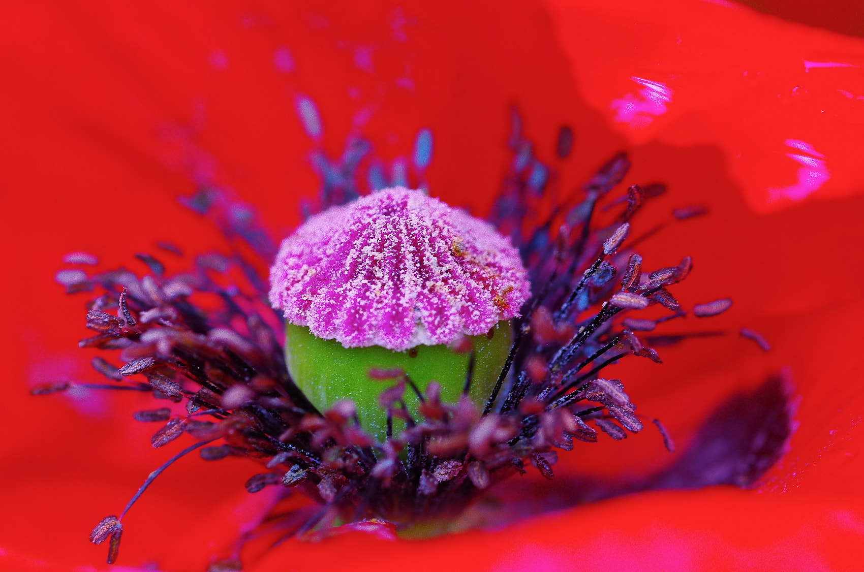 Pentax K-50 sample photo. Flower core of poppy photography
