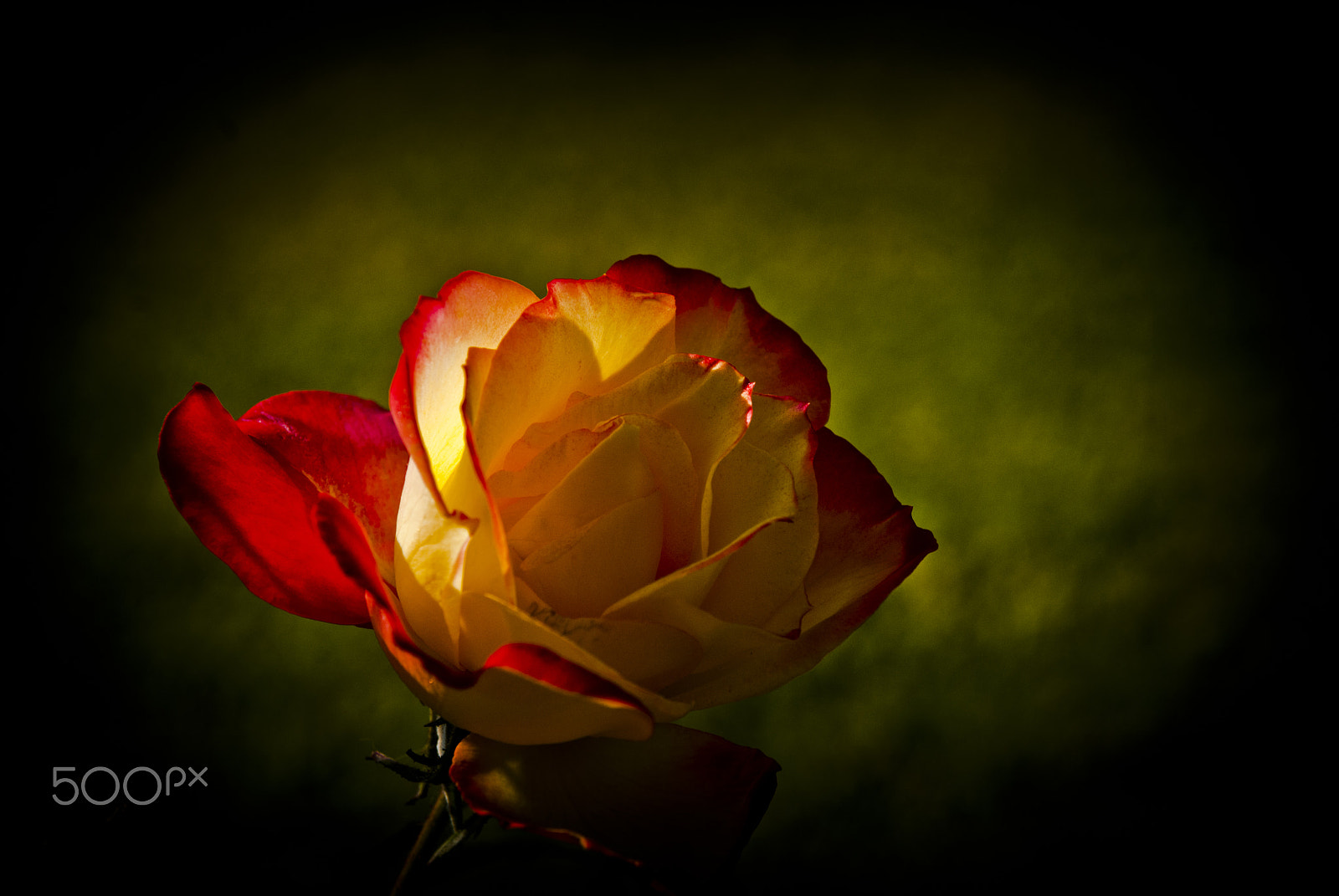 Nikon AF-S Nikkor 28-70mm F2.8 ED-IF sample photo. Fire thru a rose ... photography