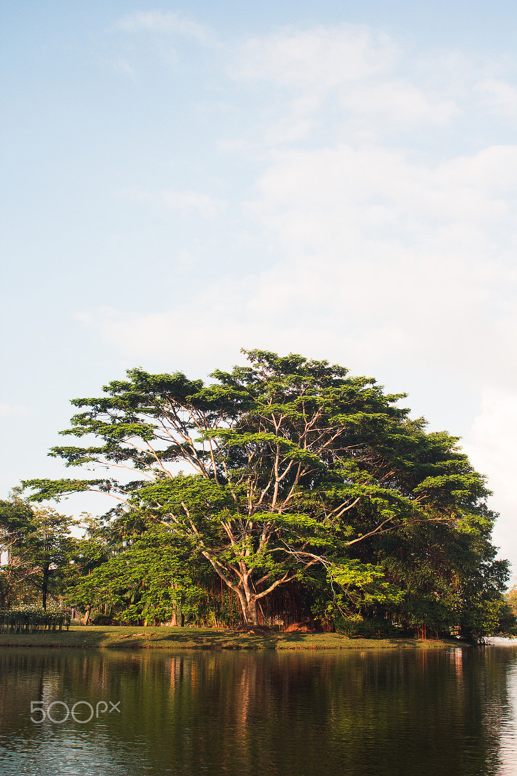 Canon EOS 60D + Canon EF 28mm F2.8 sample photo. Tree by the lake photography