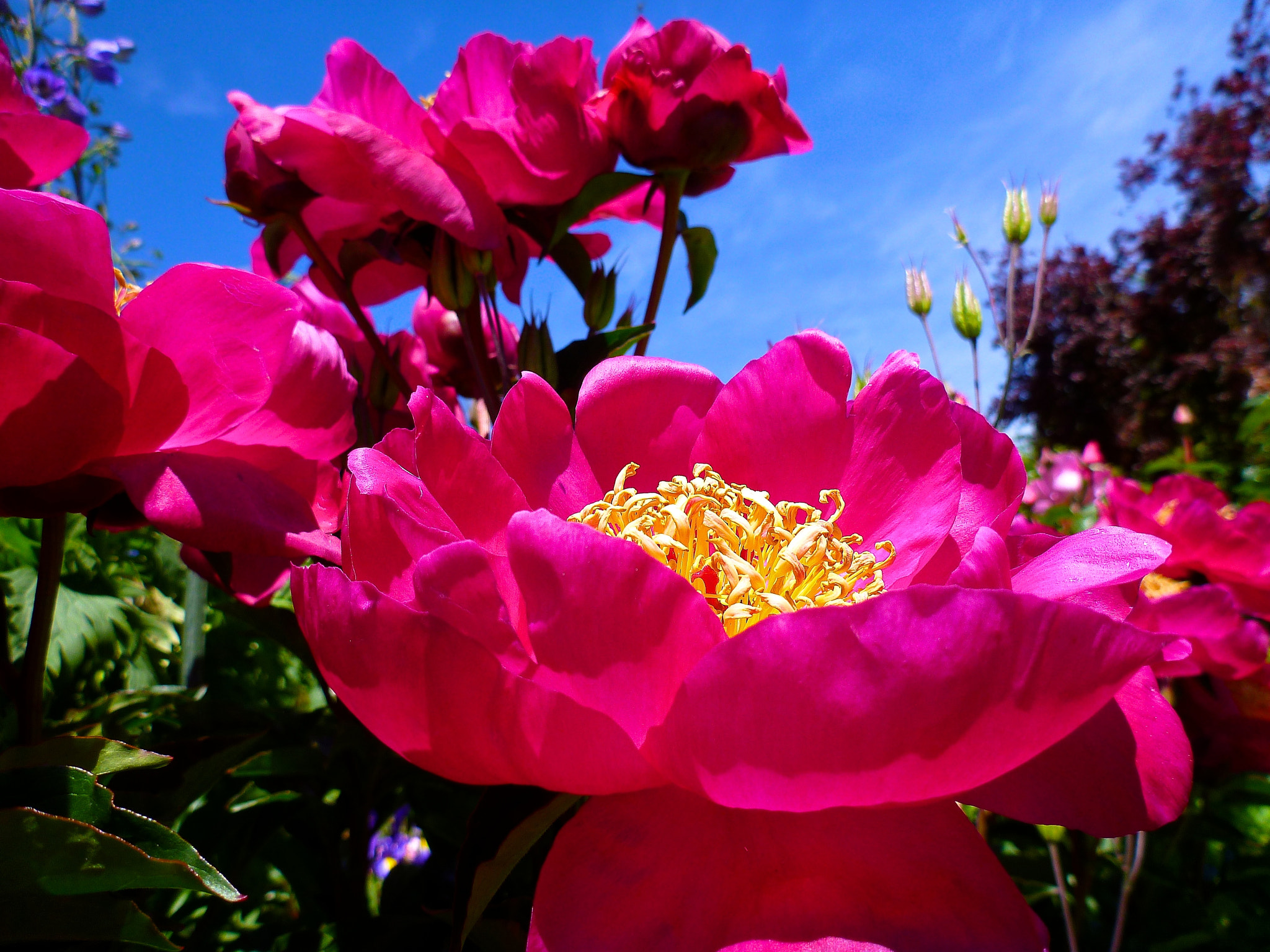 Panasonic DMC-FT3 sample photo. Large pink flower photography
