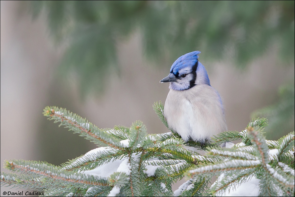 Canon EOS 7D + Canon EF 500mm F4L IS II USM sample photo. Winter blue jay photography