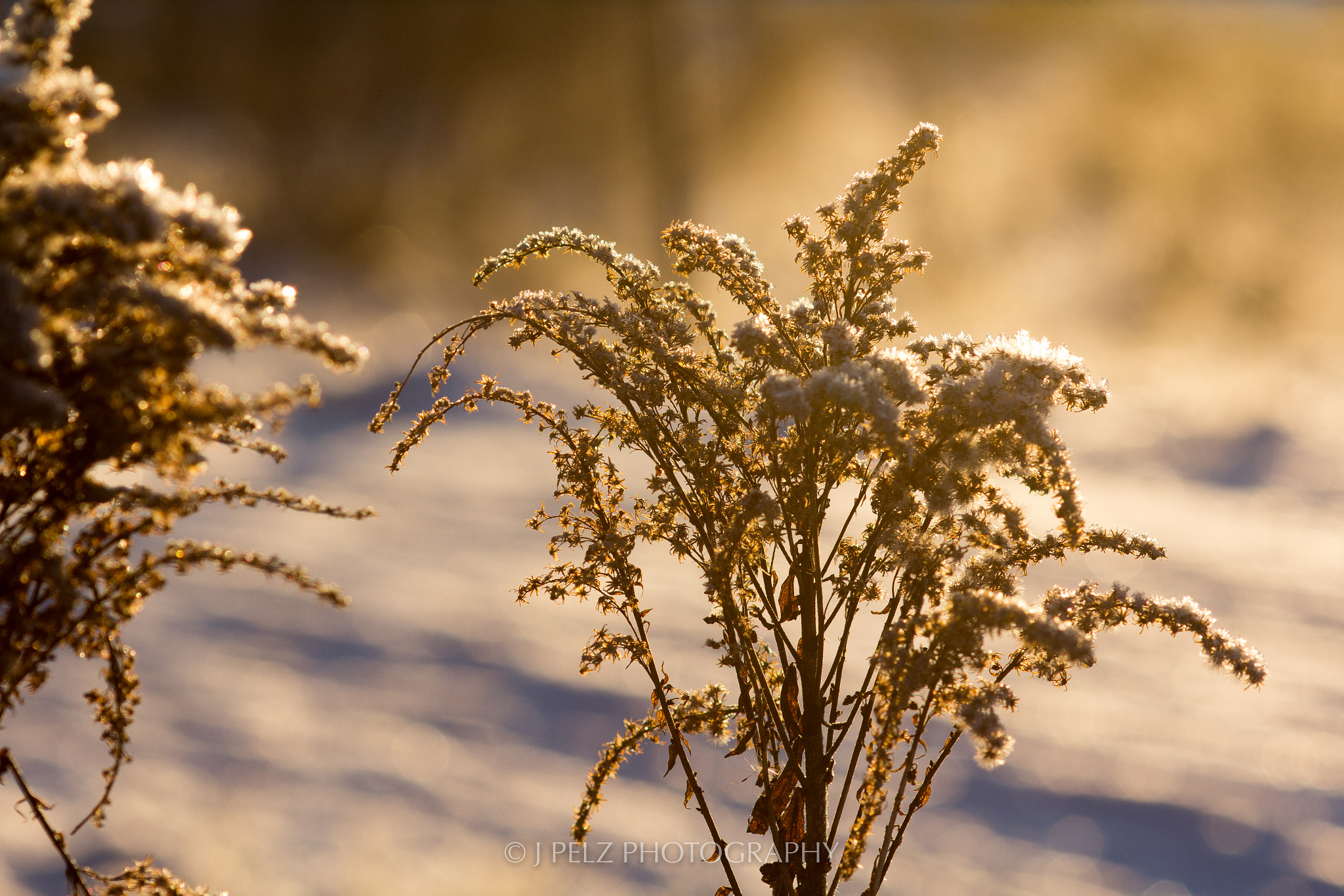 Canon EF 100mm F2.8 Macro USM sample photo. Golden winter photography