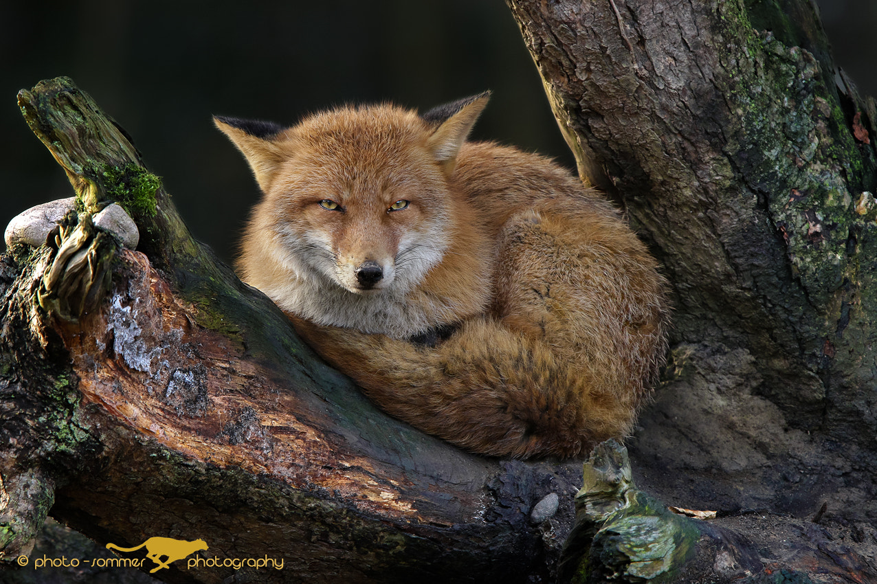 Canon EF 300mm F2.8L IS USM sample photo. Red fox photography