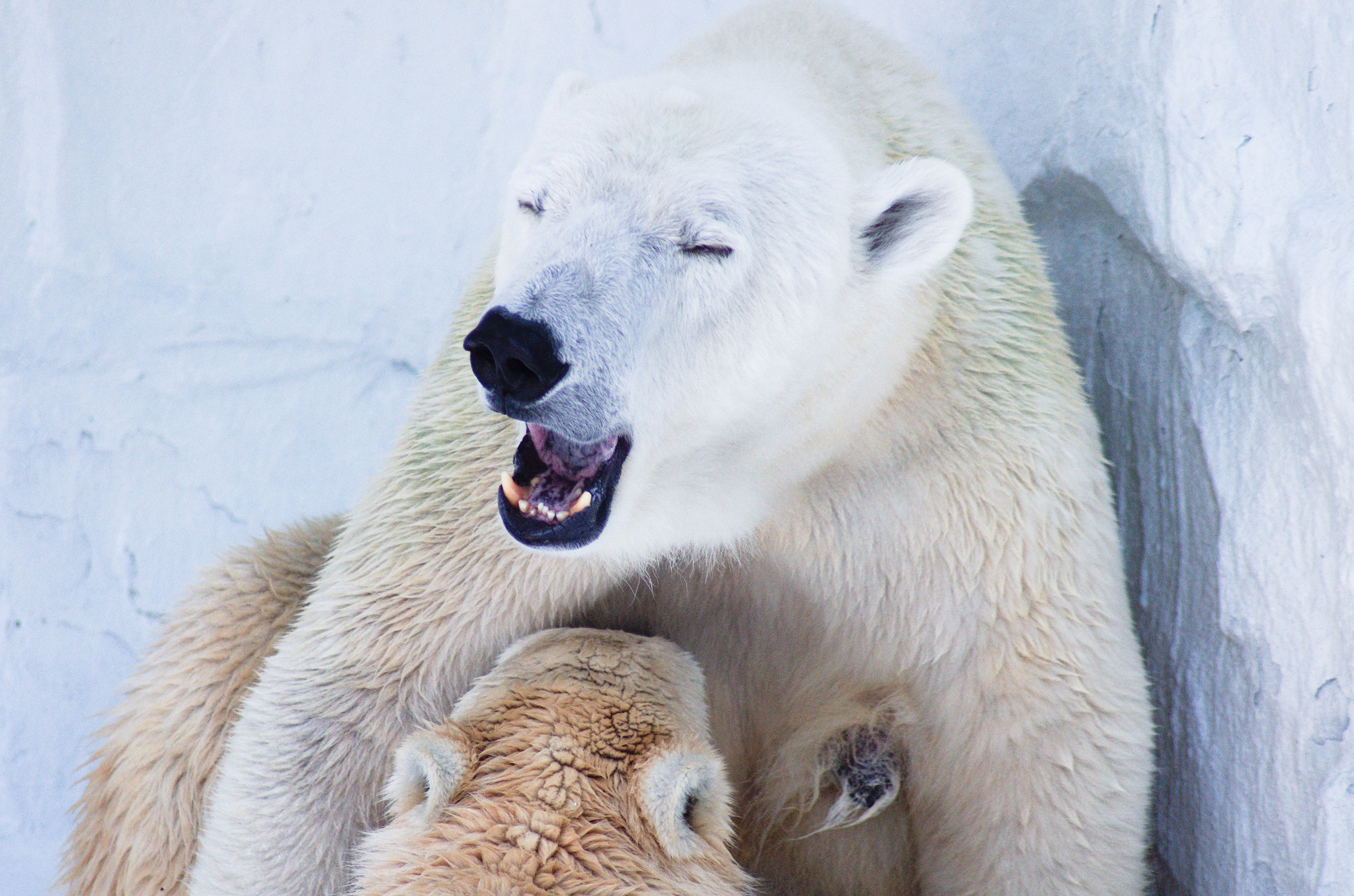 Tamron AF 70-300mm F4-5.6 Di LD Macro sample photo. Polar bear photography