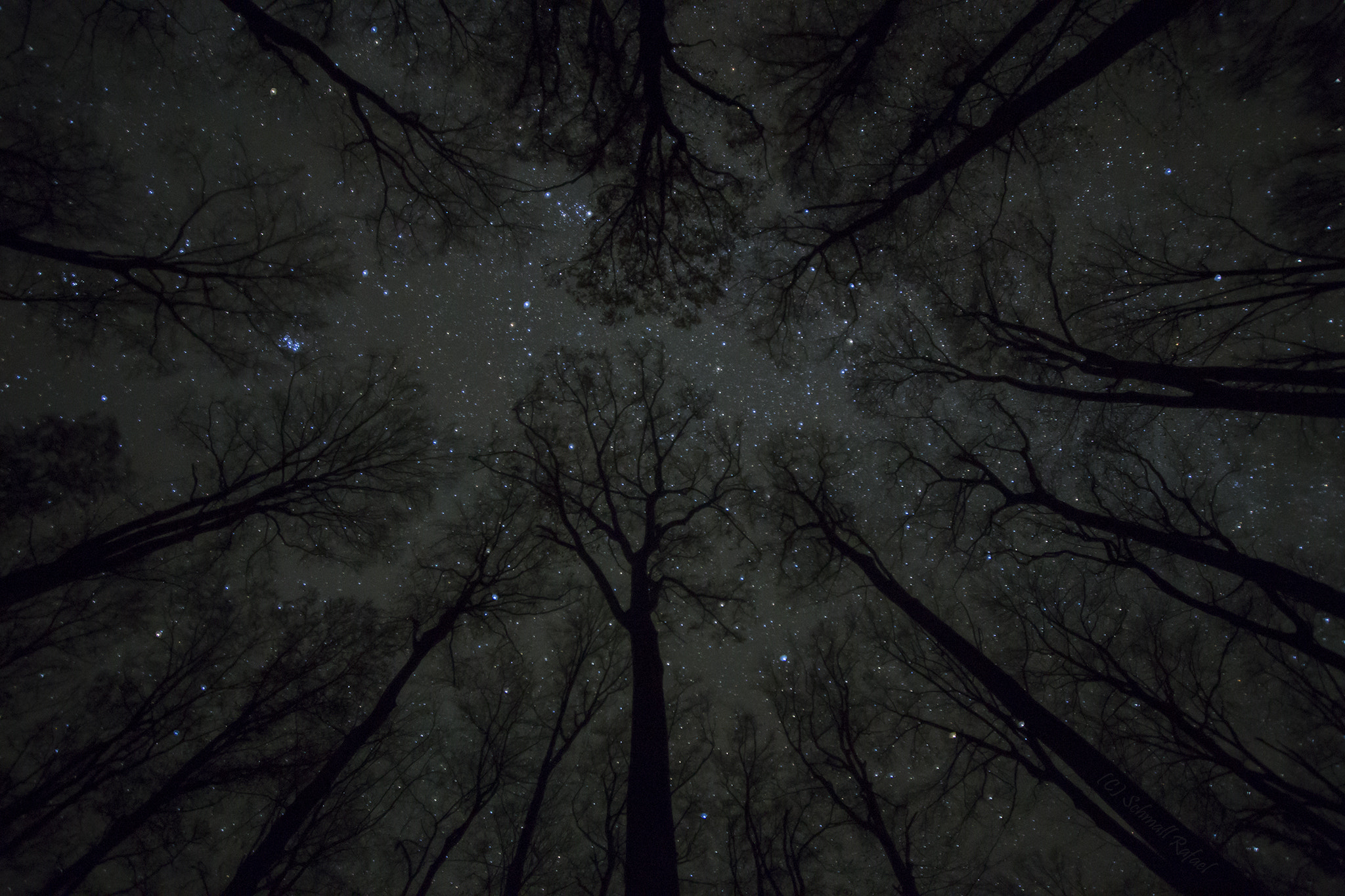 Sigma 15-30mm f/3.5-4.5 EX DG Aspherical sample photo. Deep in the forest photography
