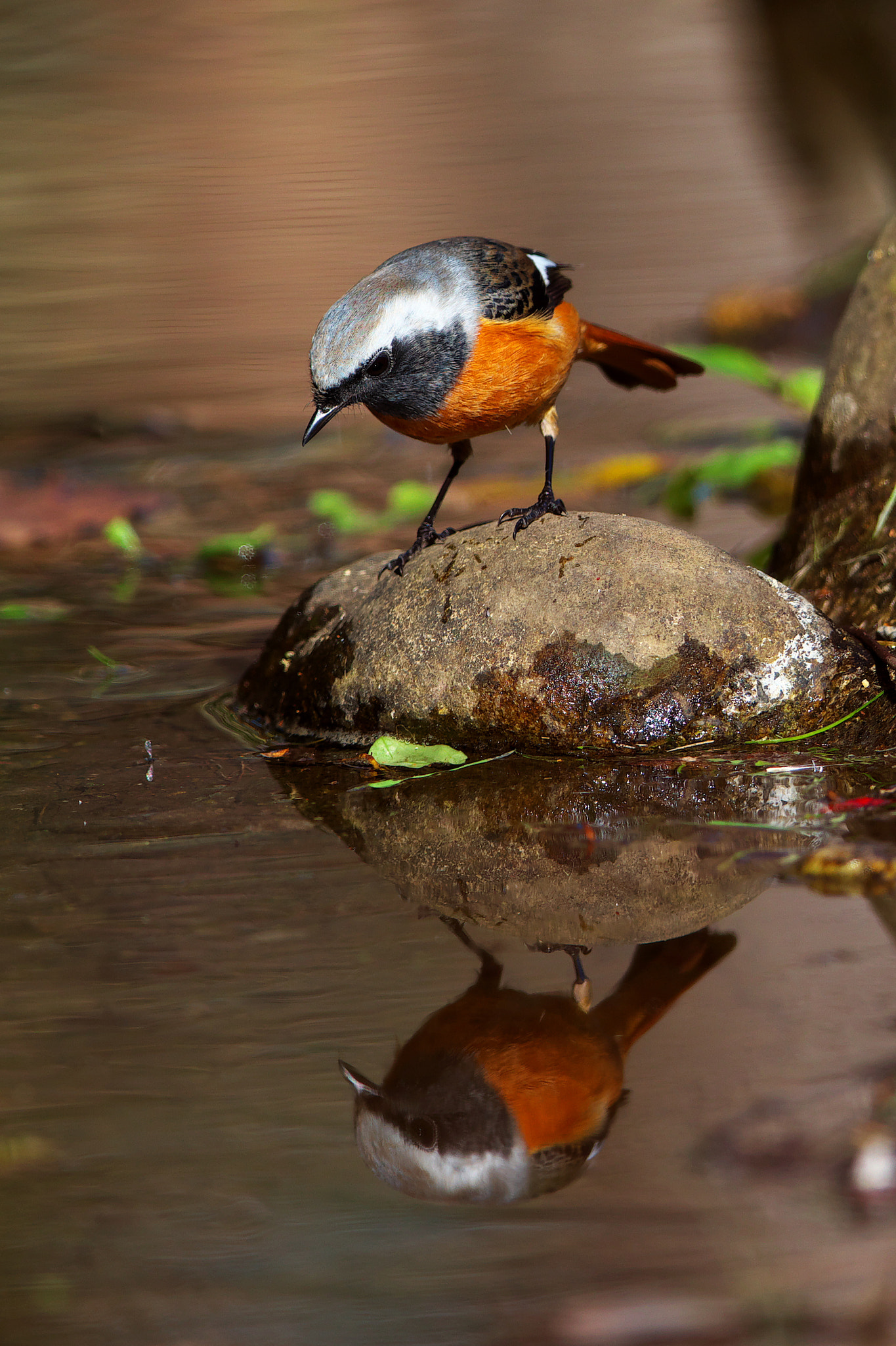 Canon EF 600mm F4L IS II USM sample photo. Who is the fairest one of all ? photography