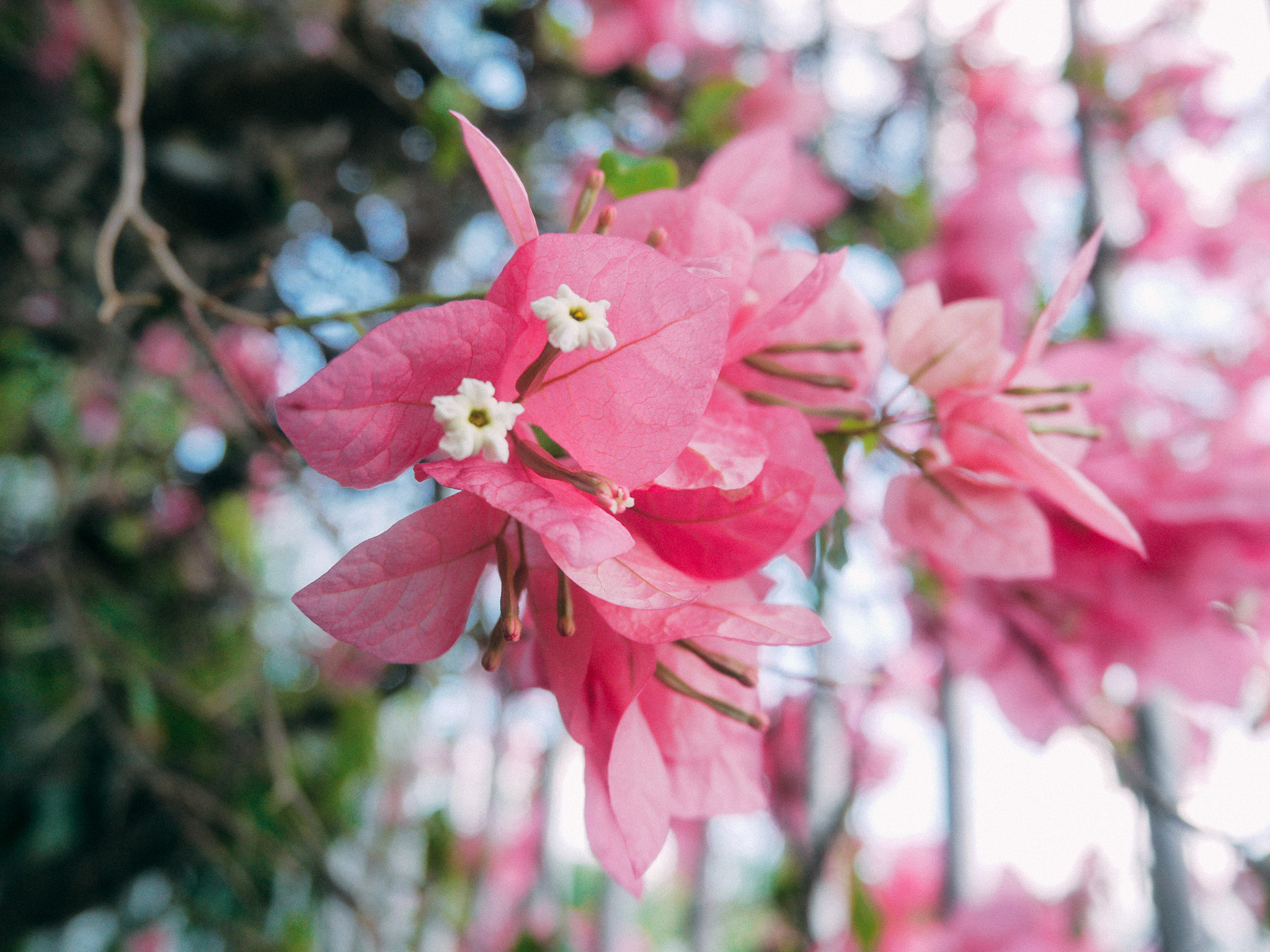 LUMIX G VARIO PZ 14-42/F3.5-5.6 sample photo. Bougainvillea photography