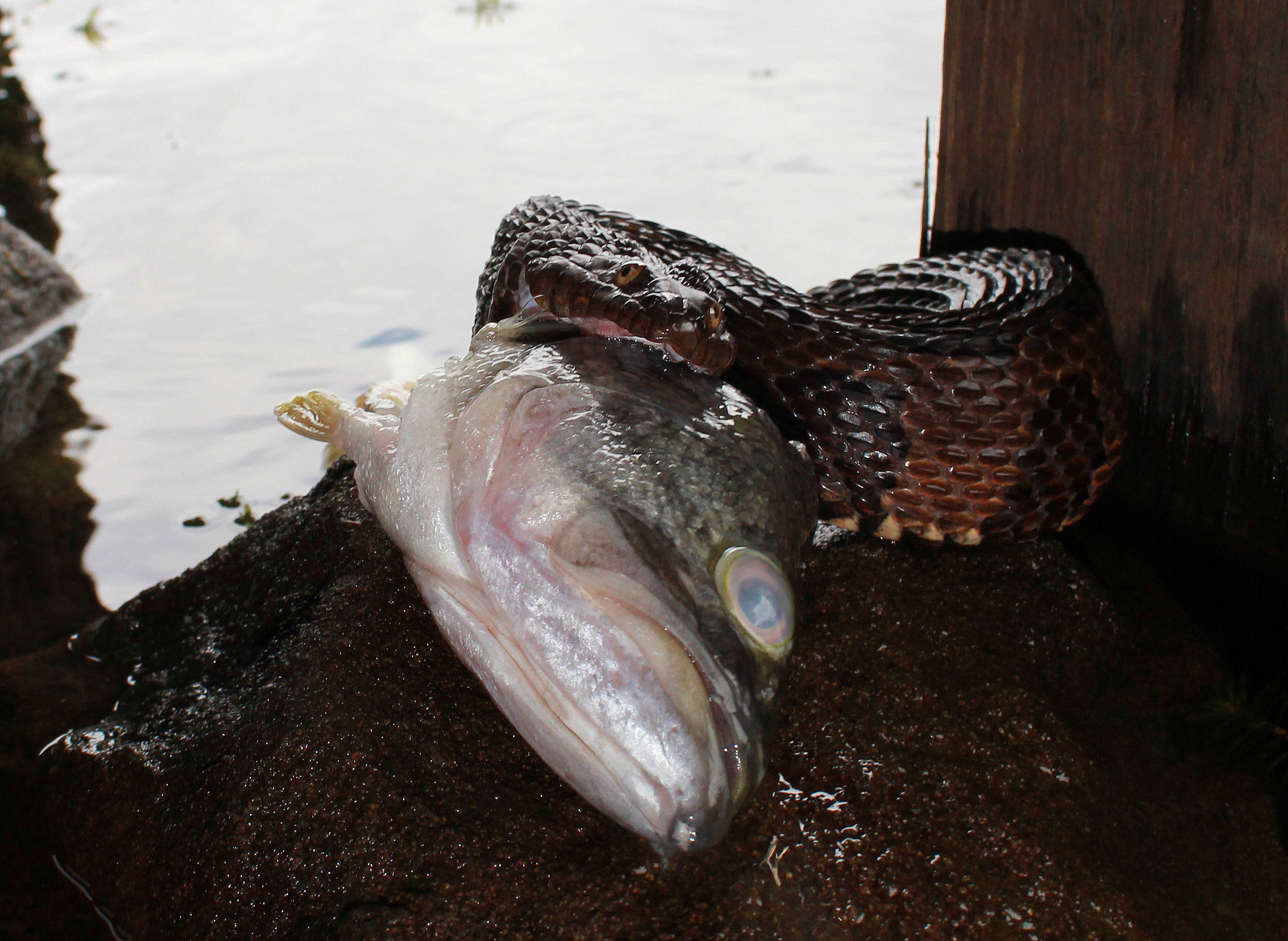 Canon EOS 550D (EOS Rebel T2i / EOS Kiss X4) + Canon EF-S 18-55mm F3.5-5.6 IS sample photo. Brown watersnake ( nerodia taxispilota )blackwater photography