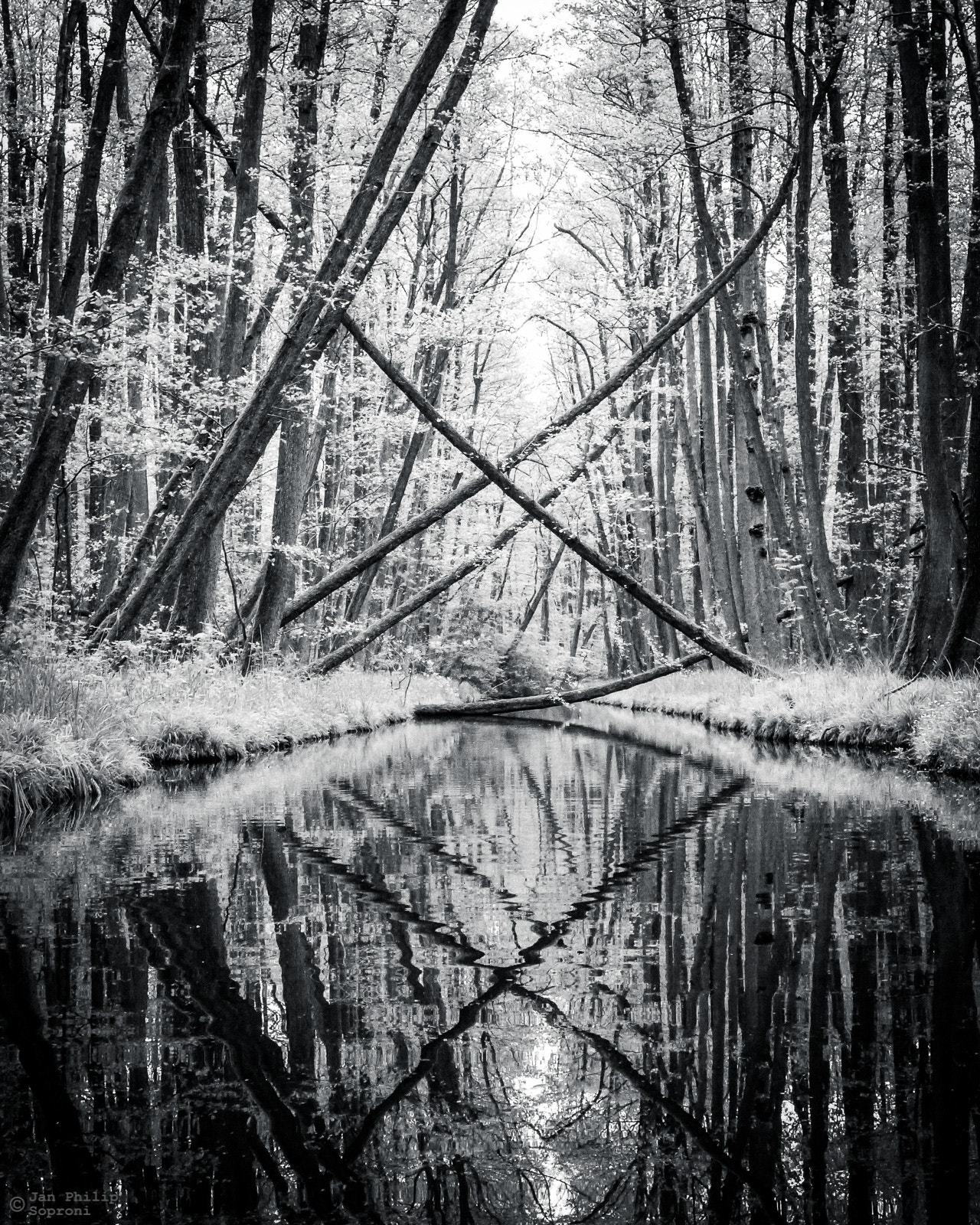 Panasonic DMC-FT3 sample photo. Criss-cross forest photography