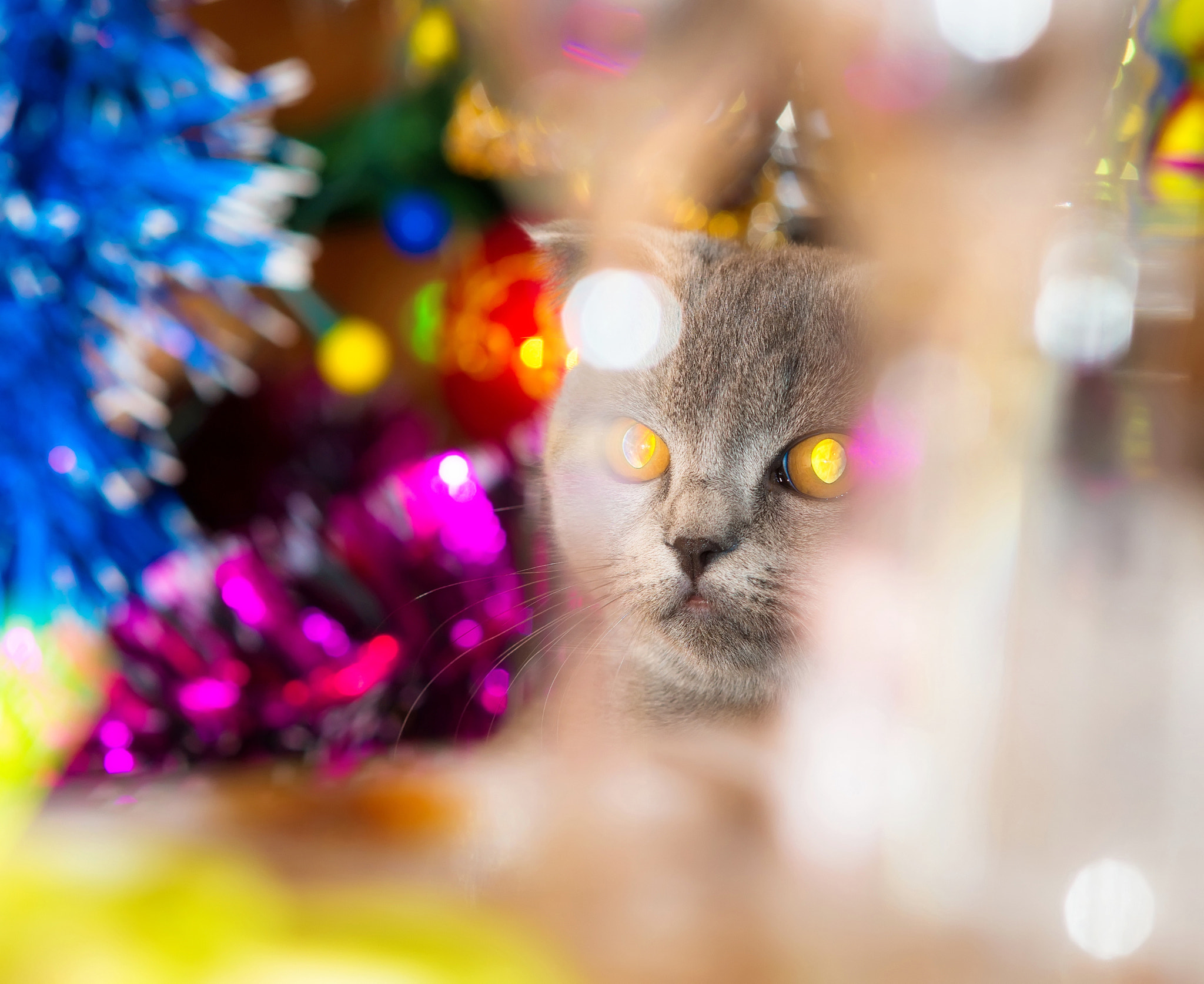 Sony Sonnar T* 135mm F1.8 ZA sample photo. Cat christmas. photography