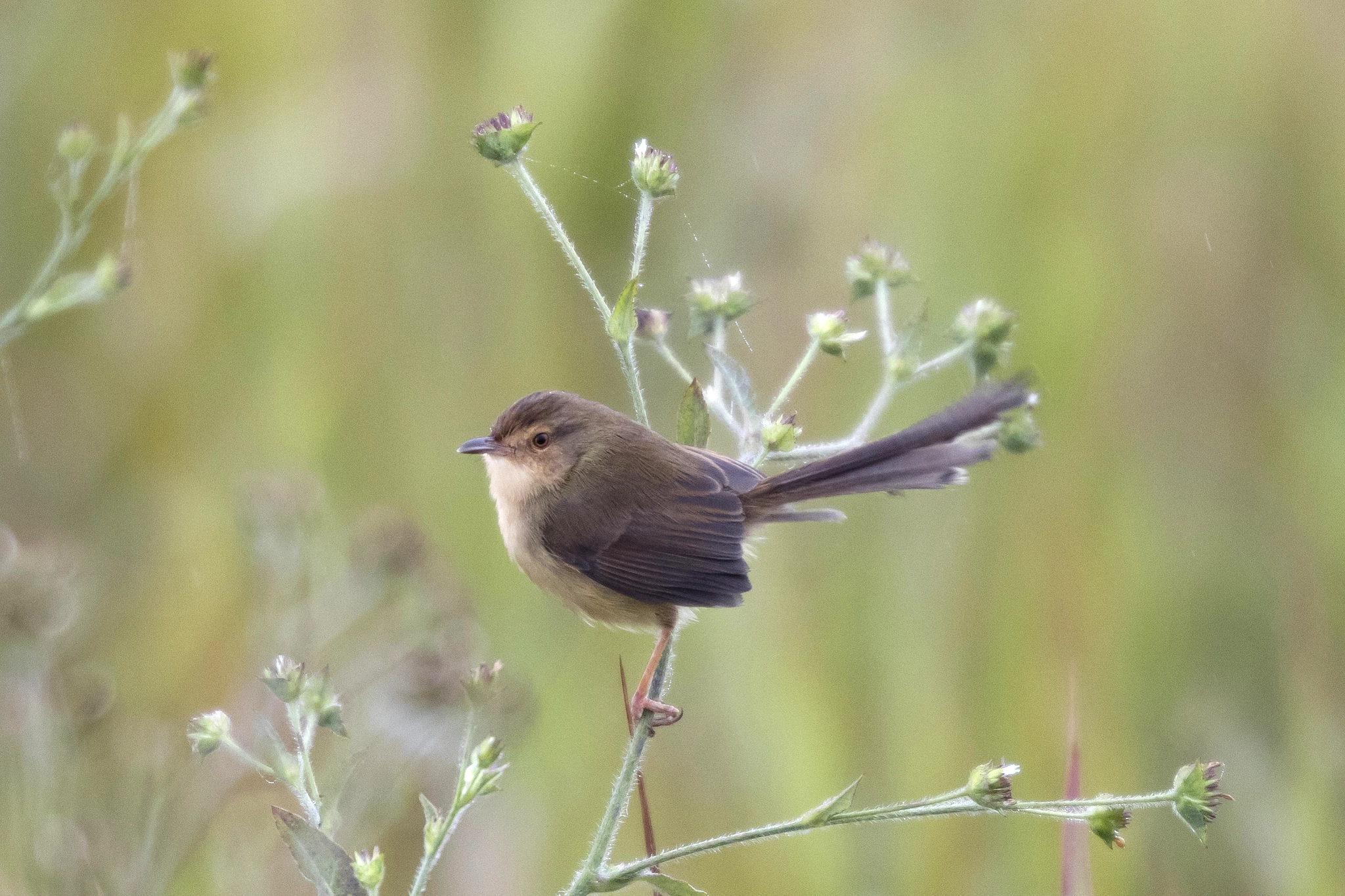 Canon EF 200mm F2L IS USM sample photo. Plain prinia photography