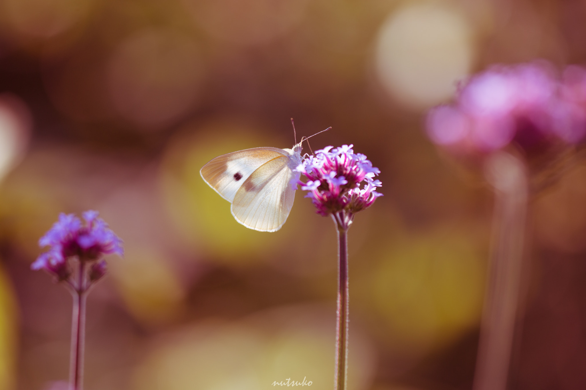 Sigma APO Macro 150mm f/2.8 EX DG HSM sample photo. Butterfly on a flower photography