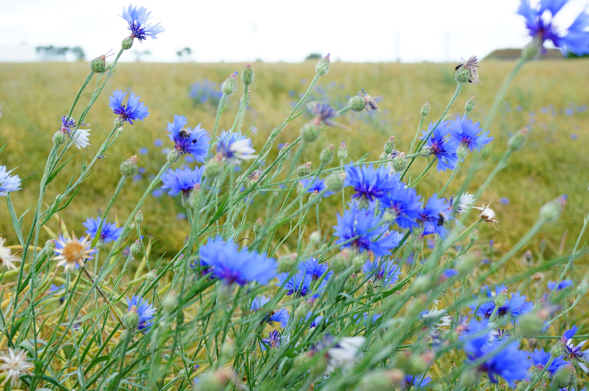 Sony Alpha NEX-6 + Sony E 30mm F3.5 Macro sample photo. Blue flowers photography
