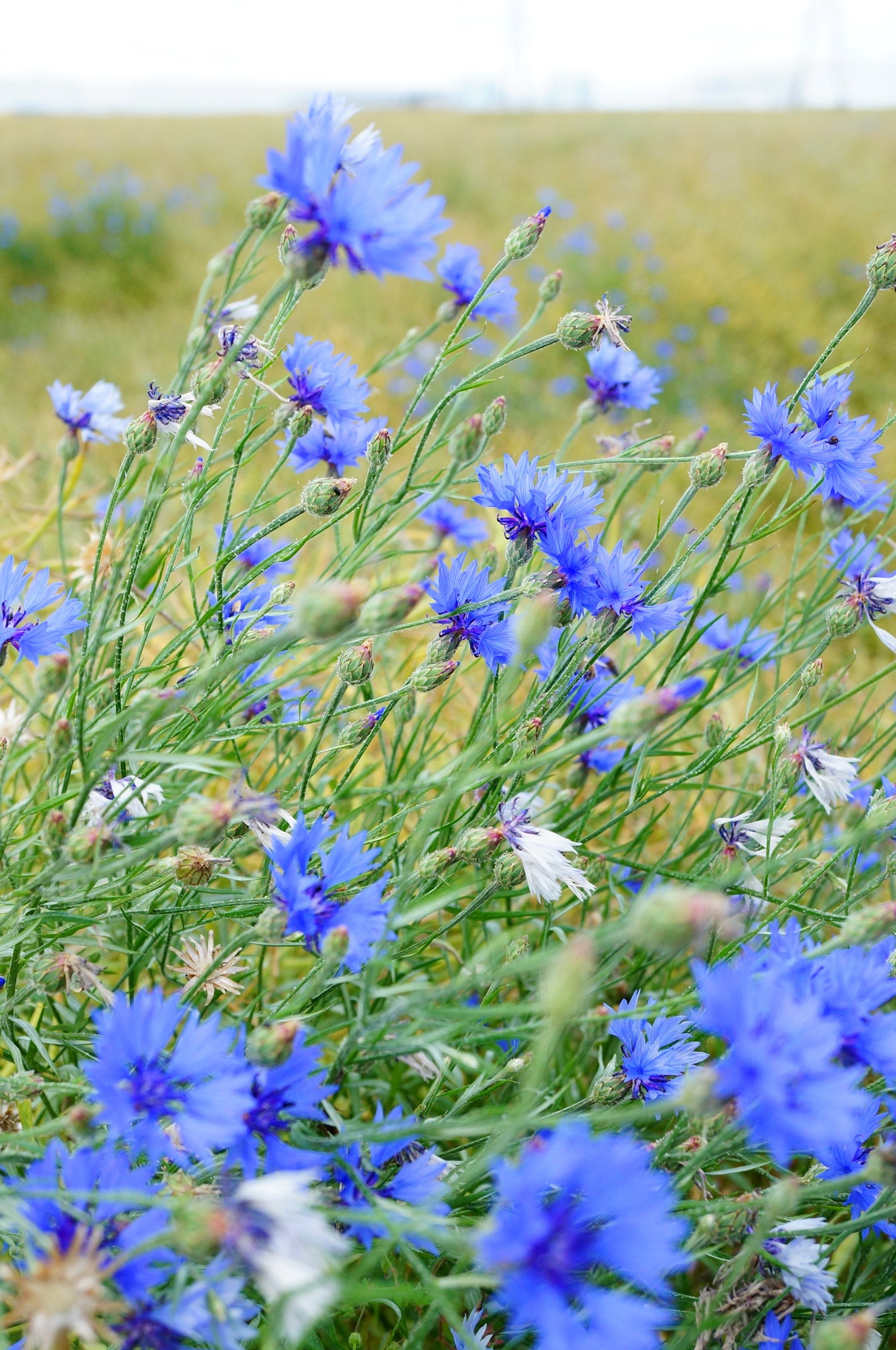 Sony Alpha NEX-6 + Sony E 30mm F3.5 Macro sample photo. Blue flowers photography