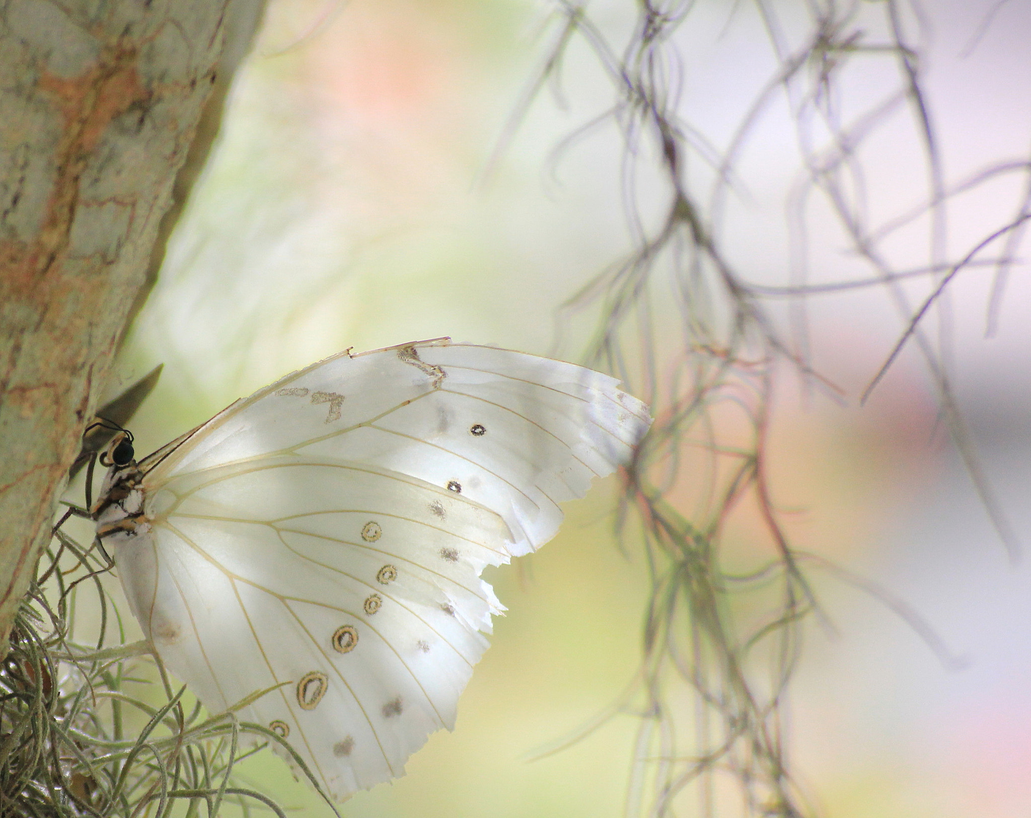 Canon 55-200mm sample photo. (white morpho) , morpho polyphemus photography