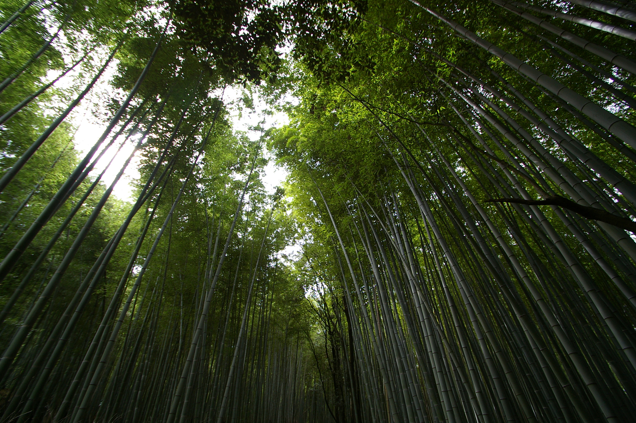 Pentax *ist DL sample photo. Bamboo in kyoto japan photography