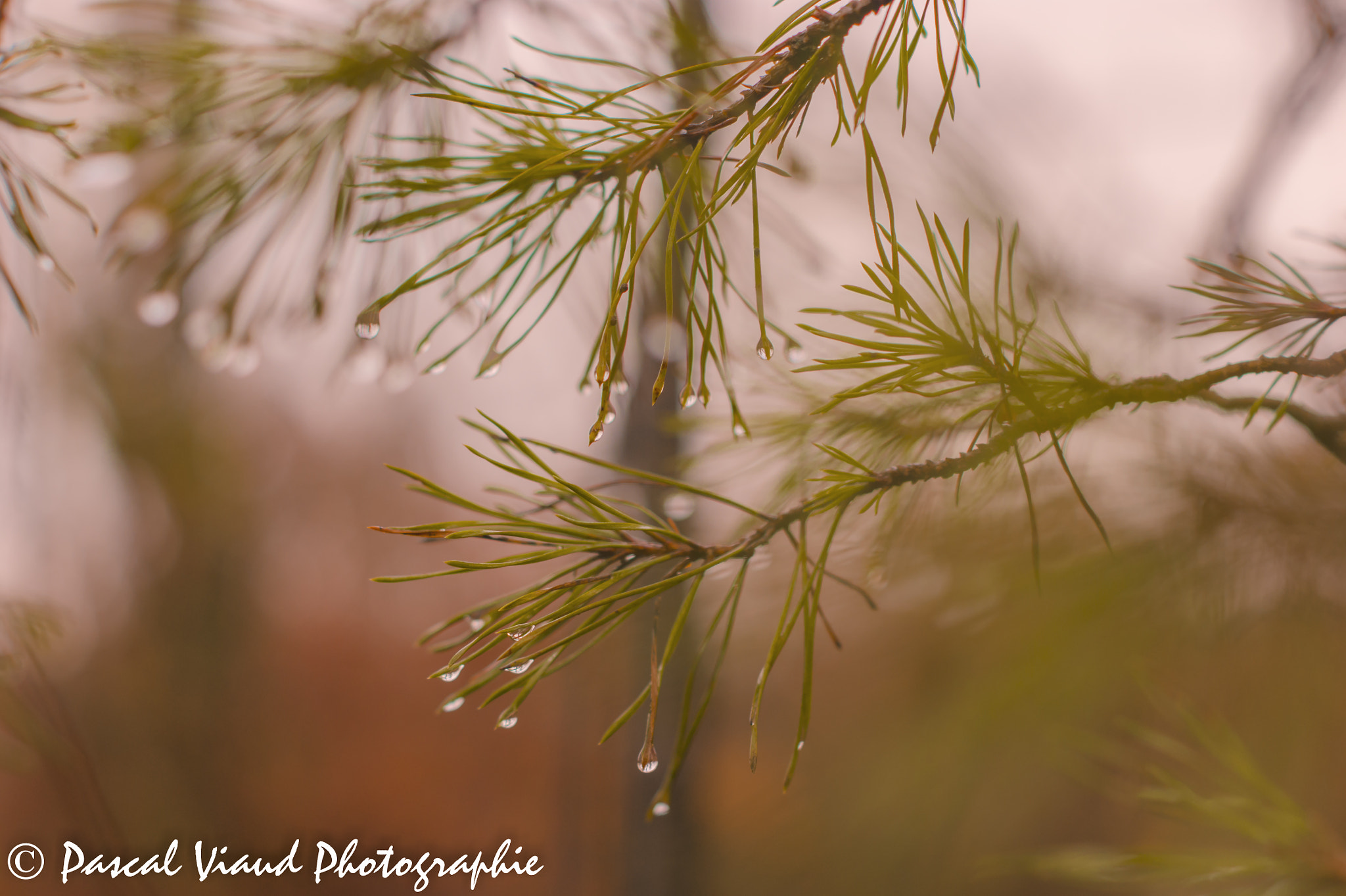 Sony Alpha DSLR-A290 + Sony DT 50mm F1.8 SAM sample photo. Pluie du matin photography