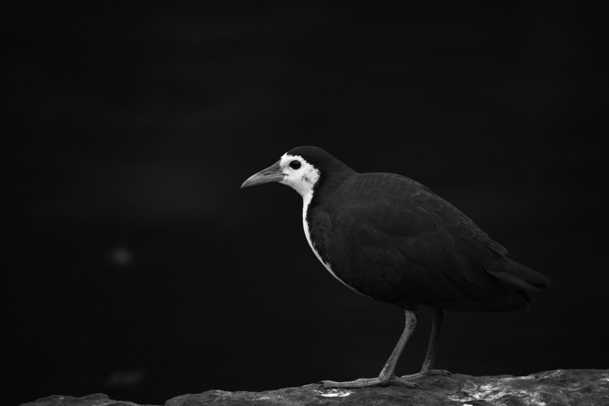 Canon EOS 5DS sample photo. White-breasted waterhen photography