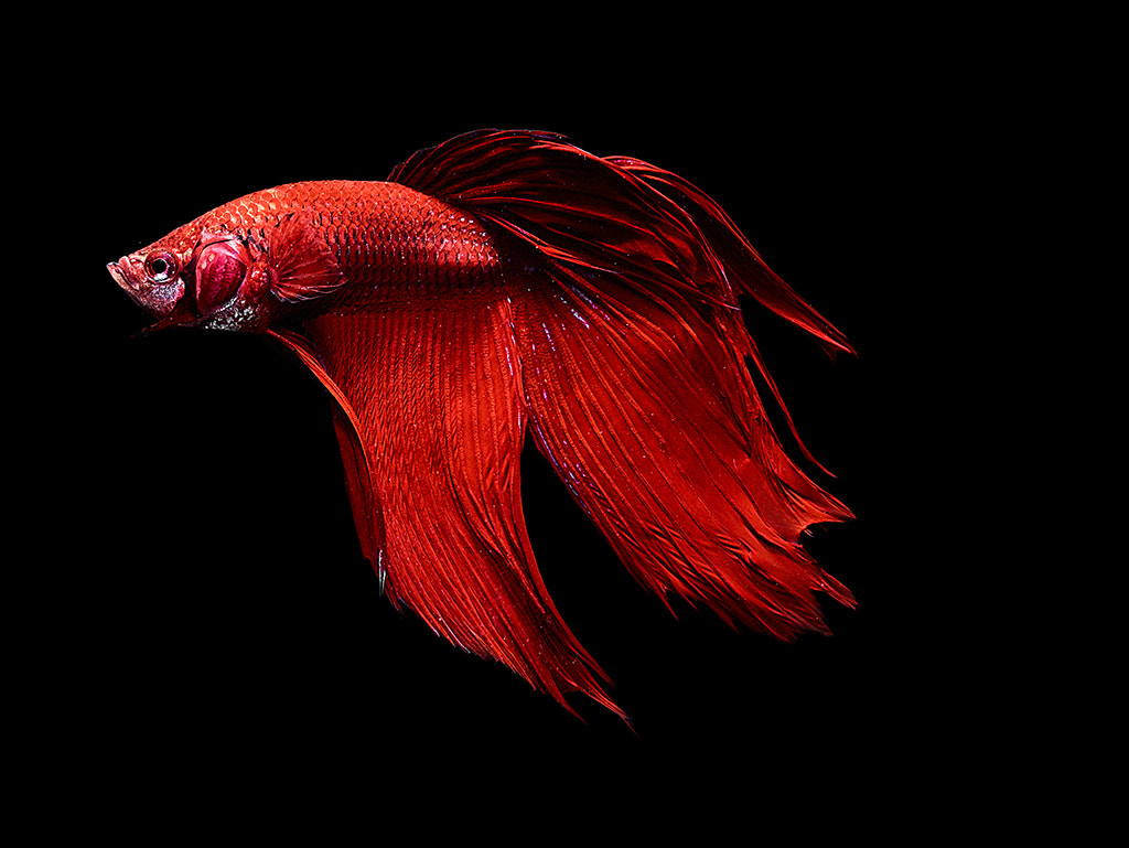 Phase One IQ180 + Schneider LS 55mm f/2.8 sample photo. __bete splender red devil__ photography