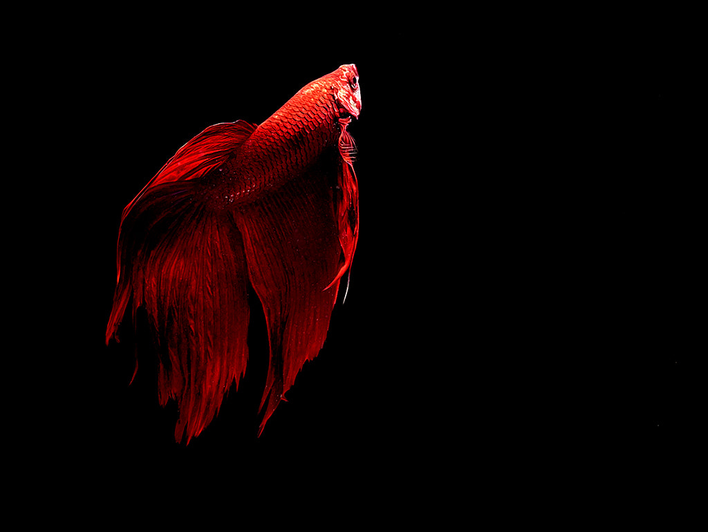 Schneider LS 55mm f/2.8 sample photo. __betta splender red devil__ photography