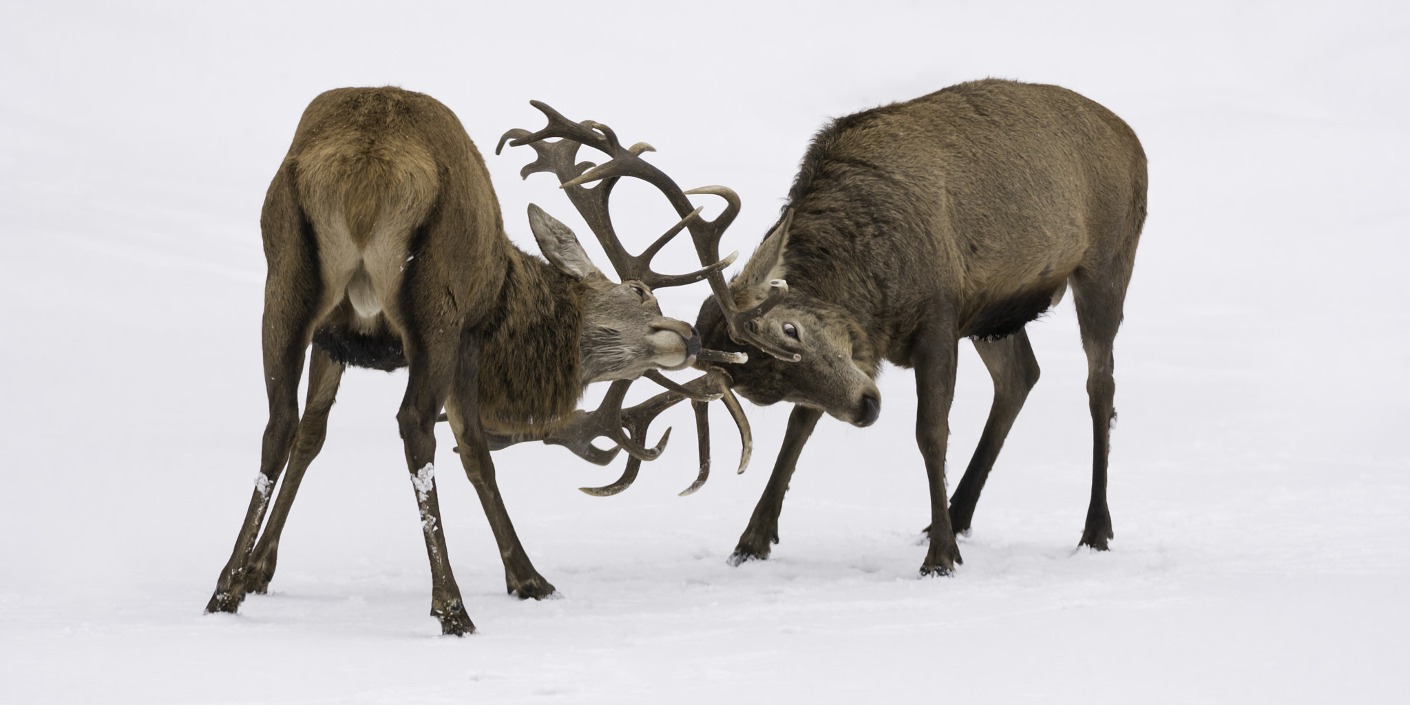 Nikon AF-S Nikkor 200-400mm F4G ED-IF VR sample photo. Battle of the bucks... photography