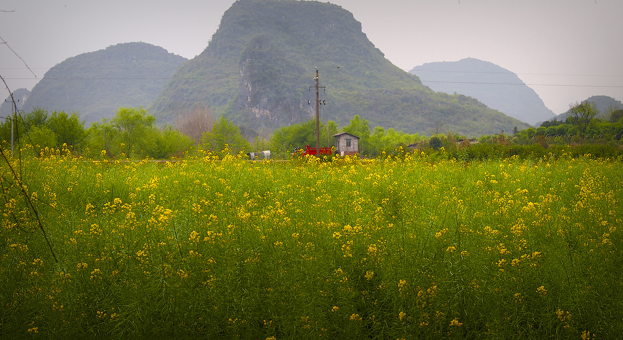 Olympus PEN E-PL2 sample photo. Yellow flower field photography