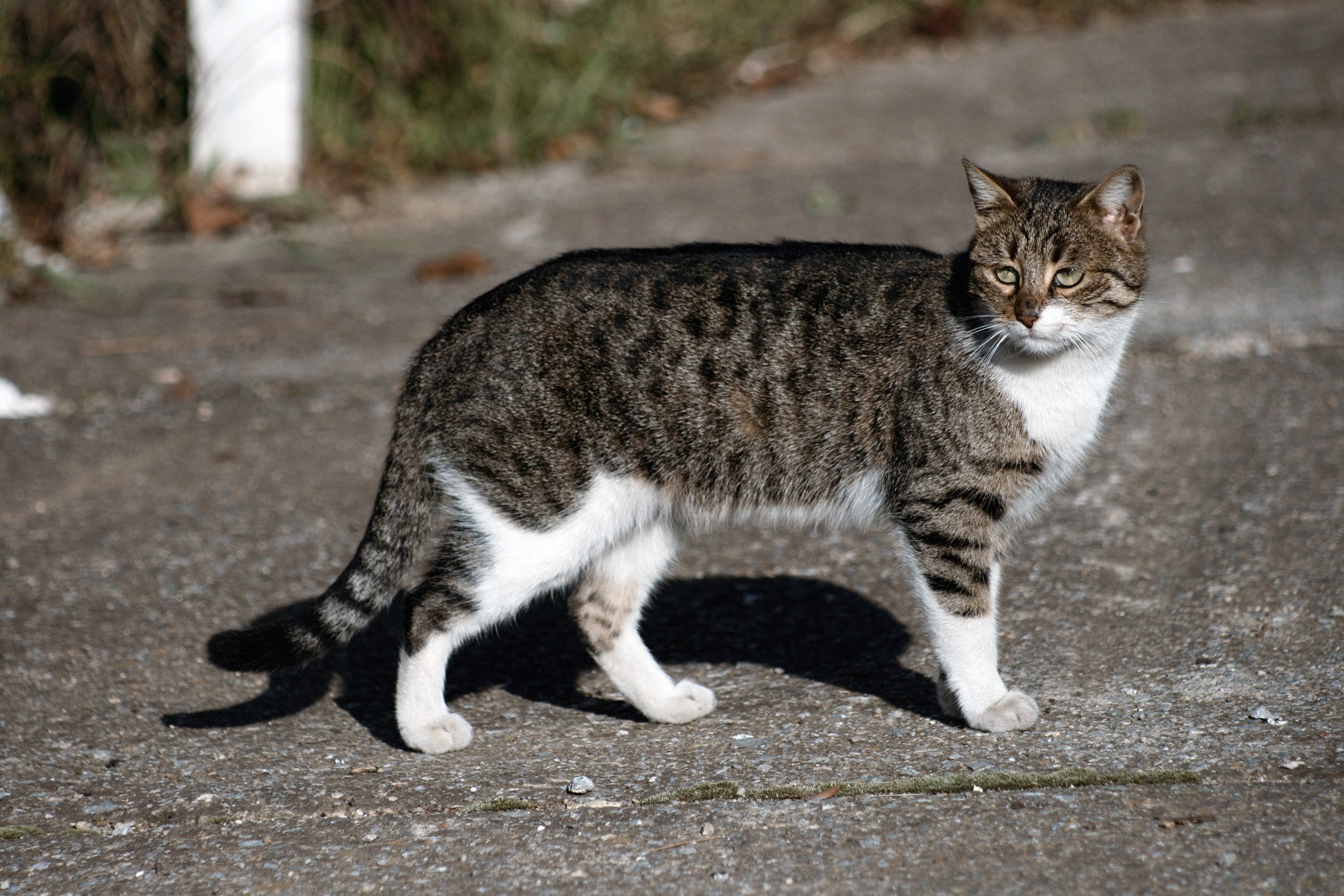 Canon EF 80-200mm F4.5-5.6 II sample photo. On a walk photography