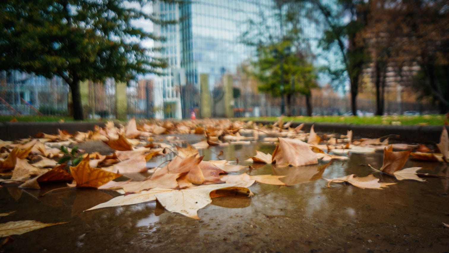 Sony Alpha NEX-5R + Sony E 16mm F2.8 sample photo. The rise and fall of autumn photography