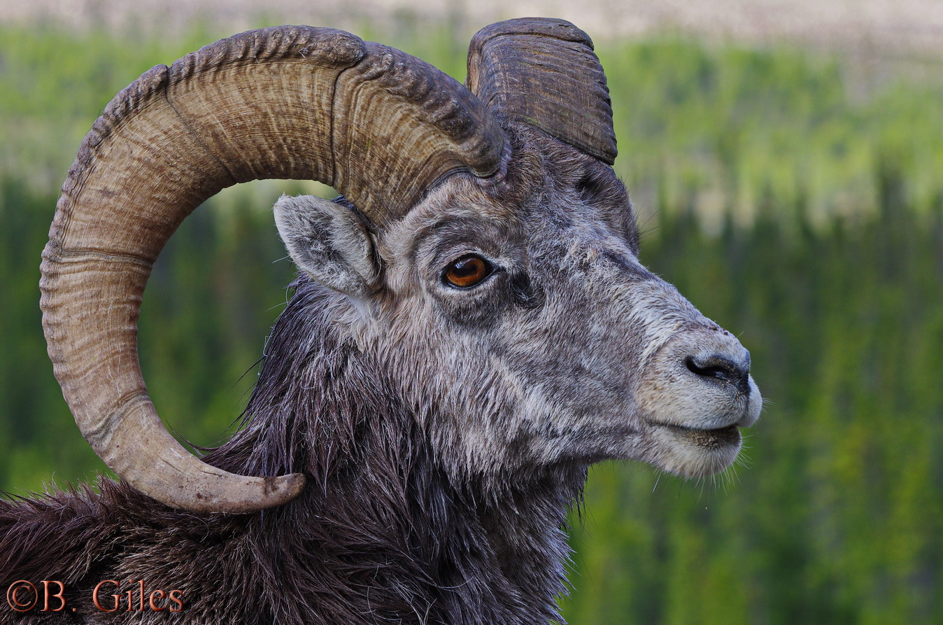 Pentax K-5 IIs + Pentax smc DA* 60-250mm F4.0 ED (IF) SDM sample photo. Stone sheep portrait photography