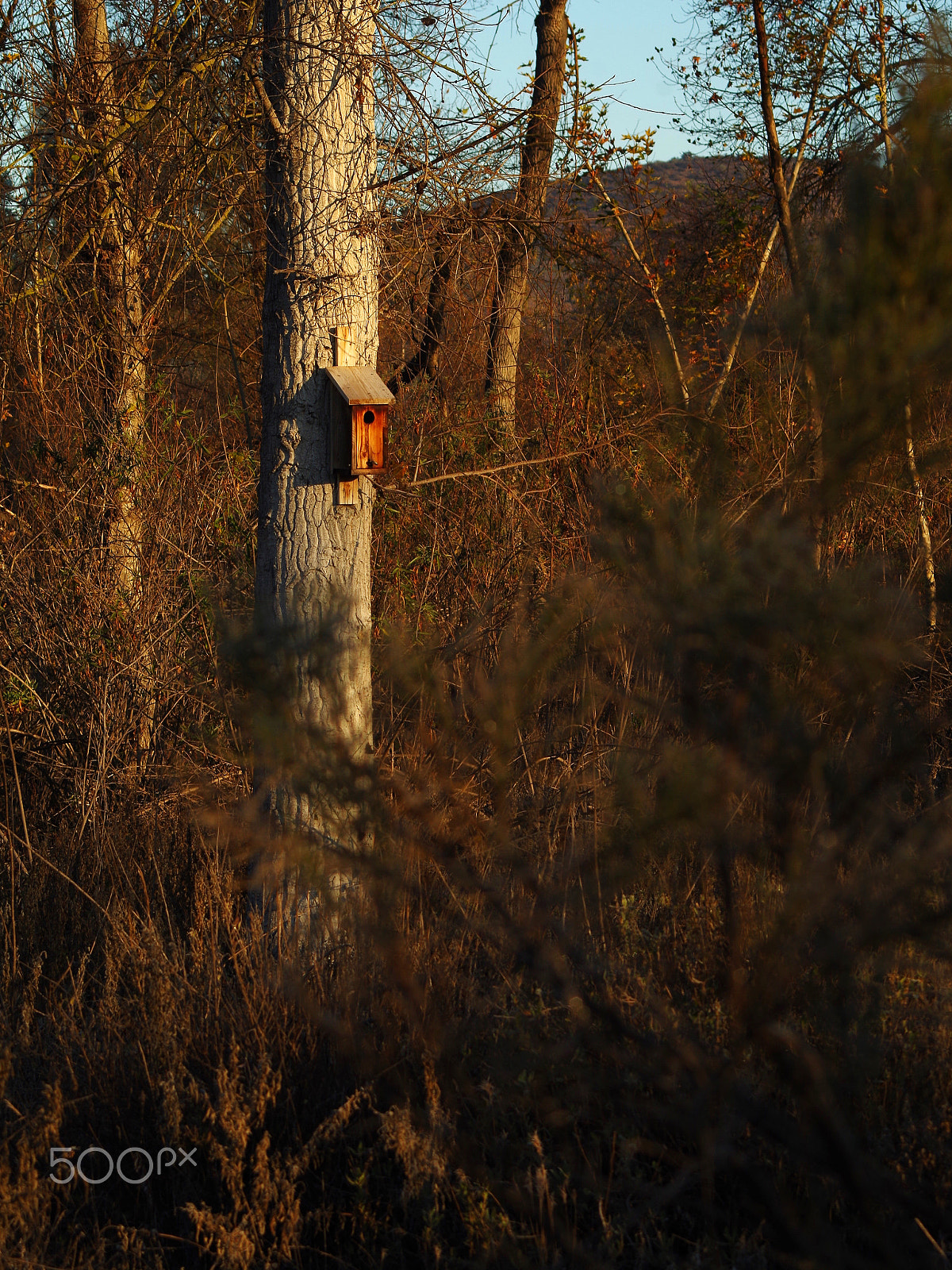 smc PENTAX-F 35-70mm F3.5-4.5 sample photo. Birdhouse photography