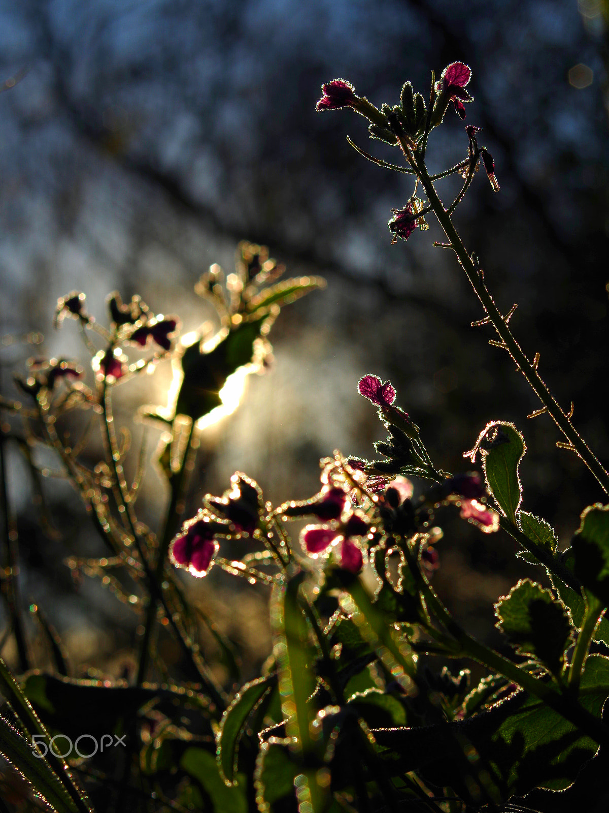 smc PENTAX-F 35-70mm F3.5-4.5 sample photo. Icy outline photography