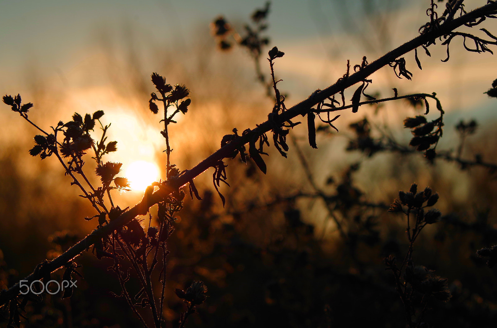 smc PENTAX-F 35-70mm F3.5-4.5 sample photo. Sunrise macro photography