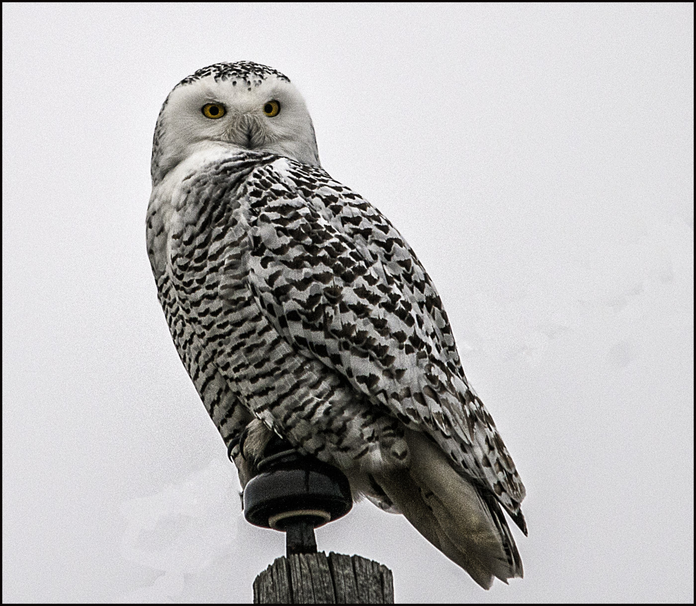 Sigma 150-500mm F5-6.3 DG OS HSM sample photo. Perched photography