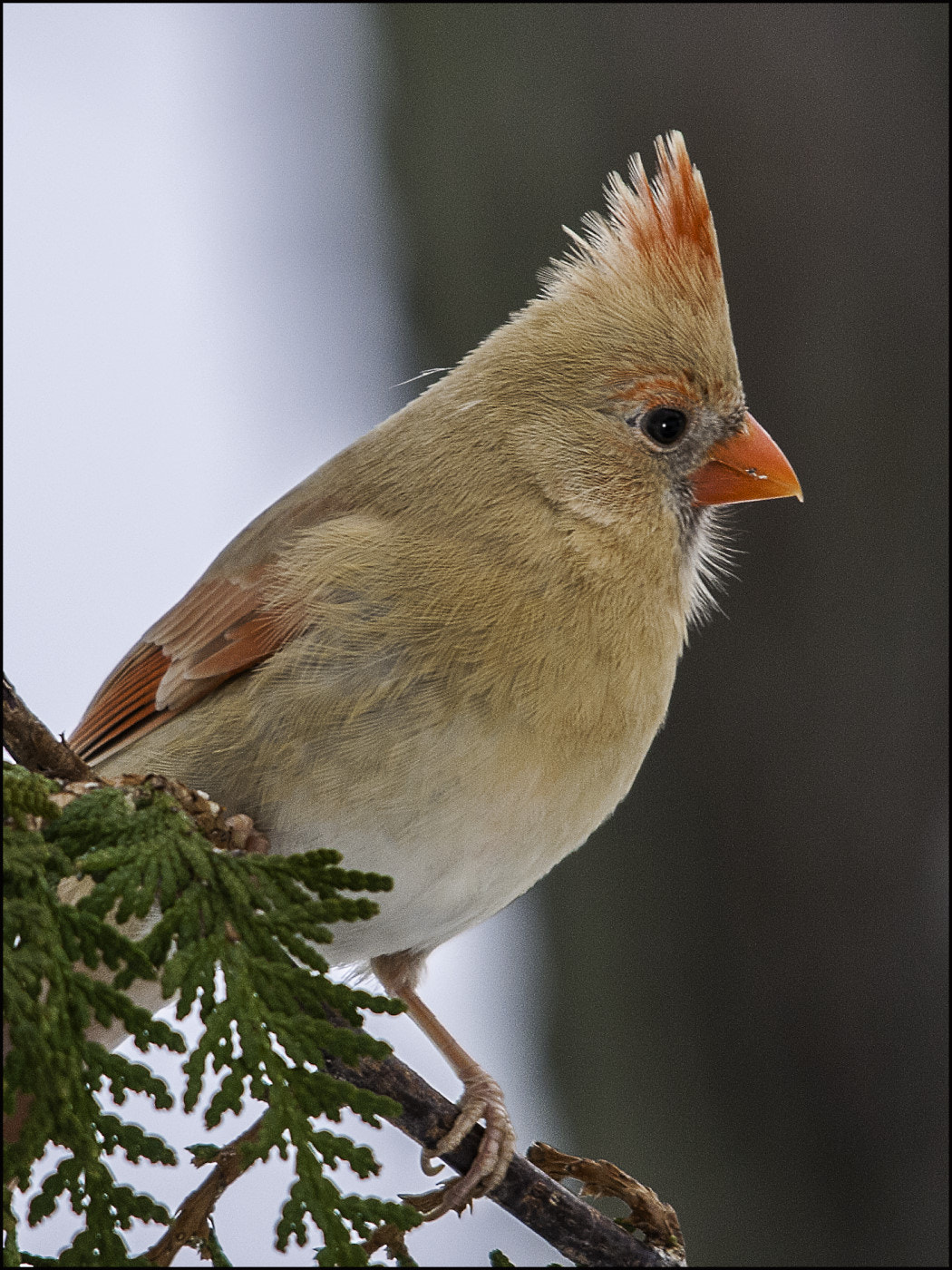 Sigma 150-500mm F5-6.3 DG OS HSM sample photo. Resting photography