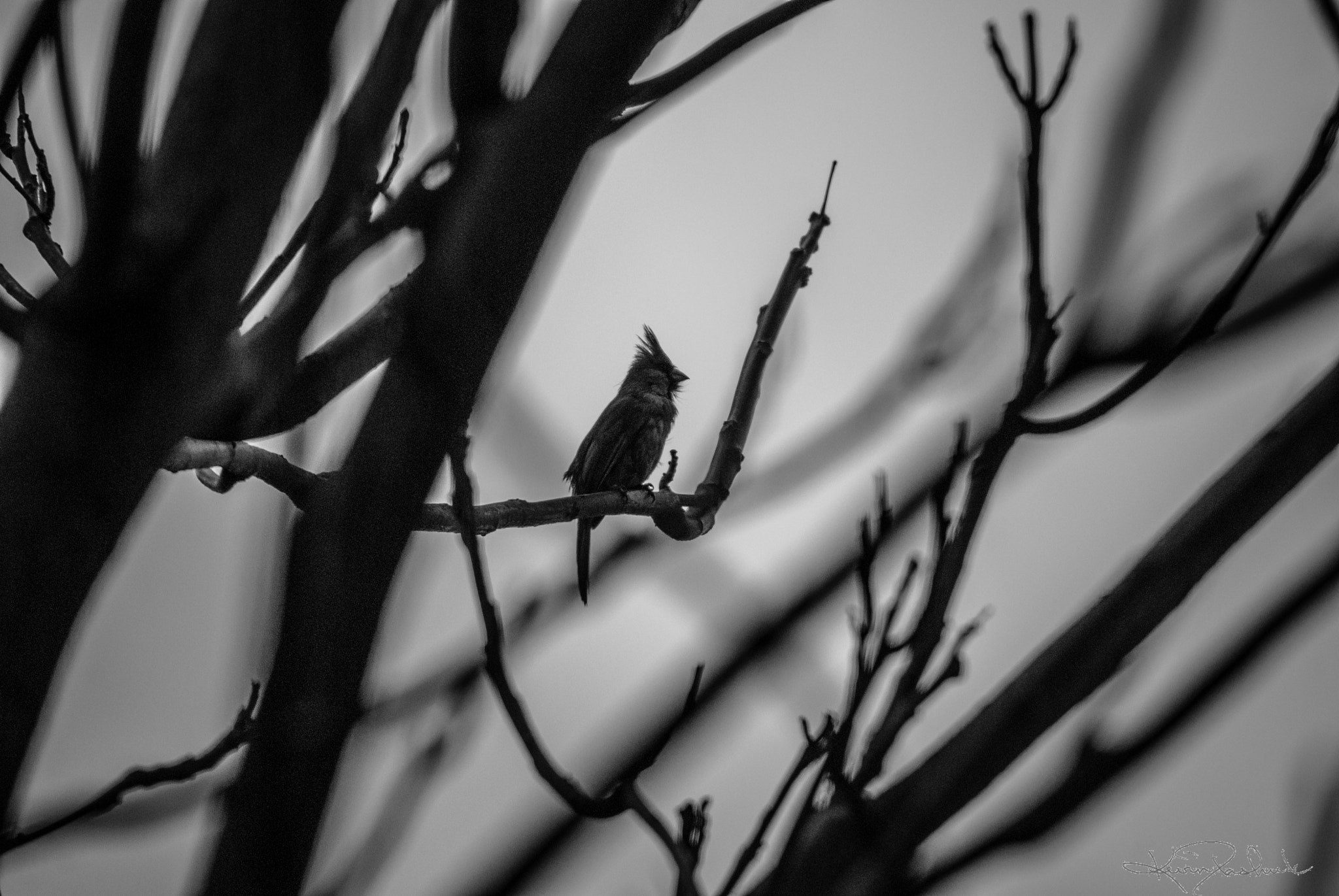 Nikon D200 sample photo. Favourites from last year photography