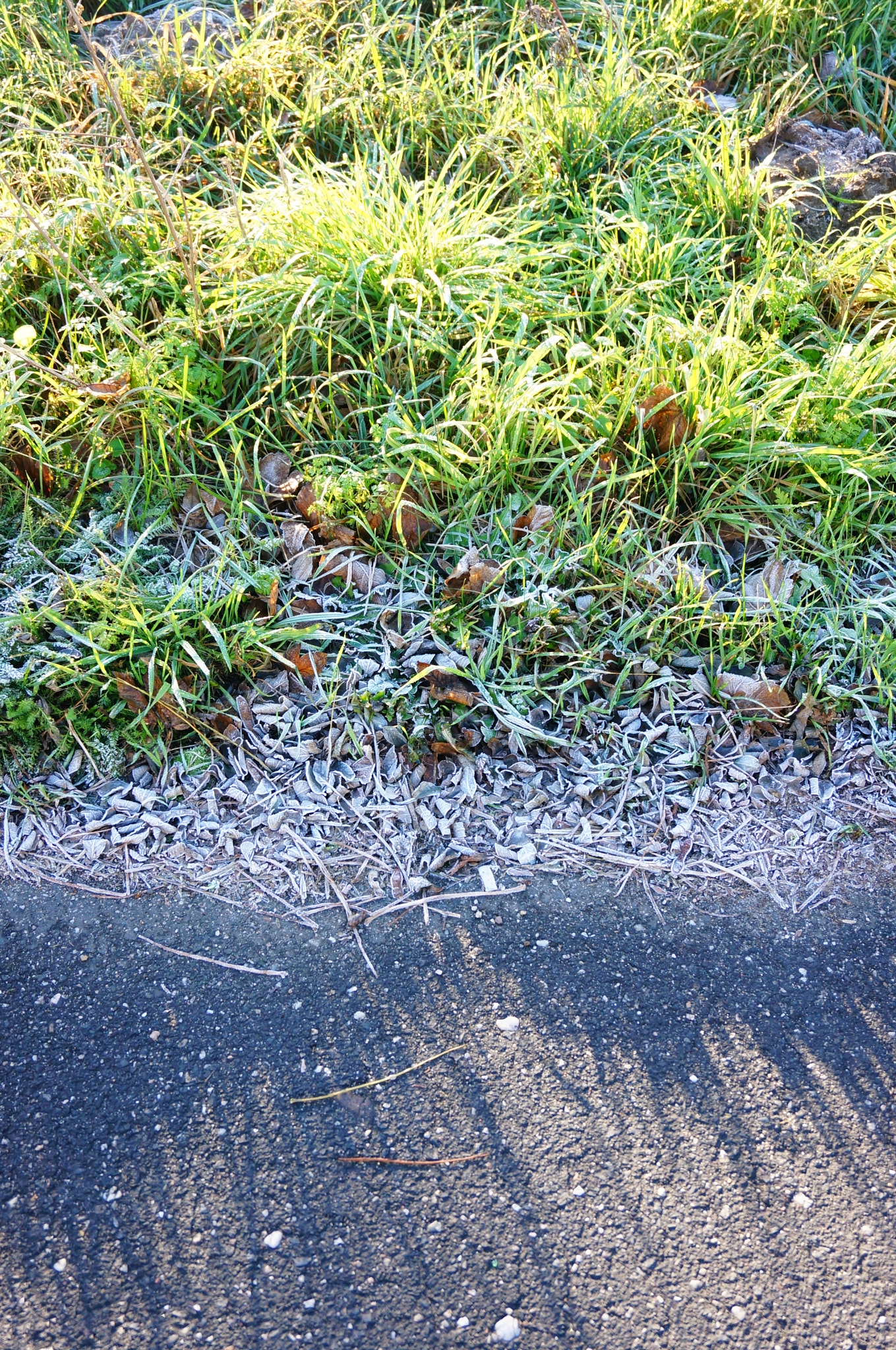 Sony Alpha NEX-5N + Sony E 18-50mm F4-5.6 sample photo. Frost on grass photography